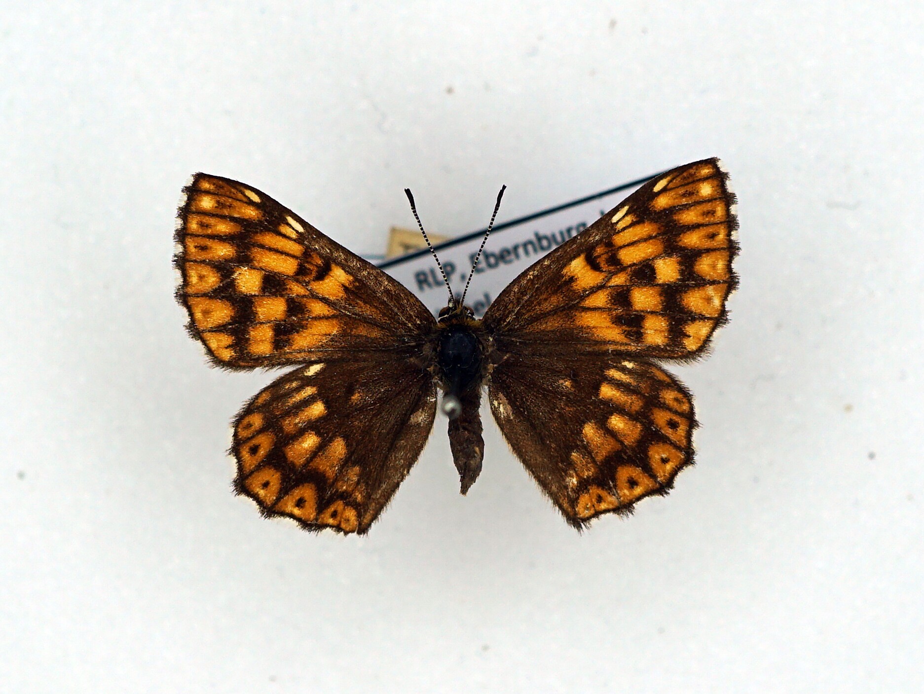 Hemaris lucina (Linnaeus, 1758) (Pfalzmuseum für Naturkunde - POLLICHIA-Museum CC BY)