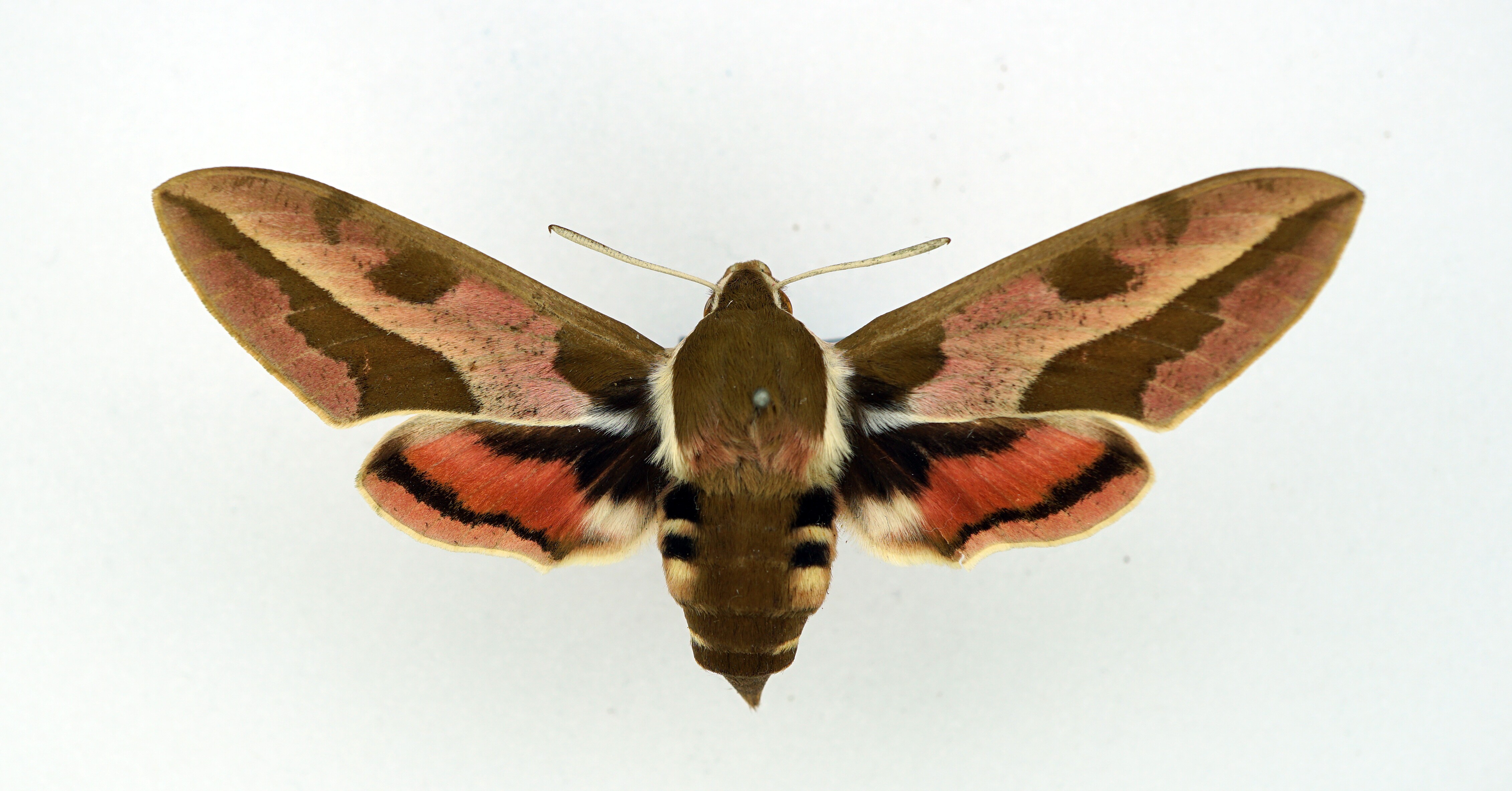 Hyles euphorbiae (Linnaeus, 1758) (Pfalzmuseum für Naturkunde - POLLICHIA-Museum CC BY)