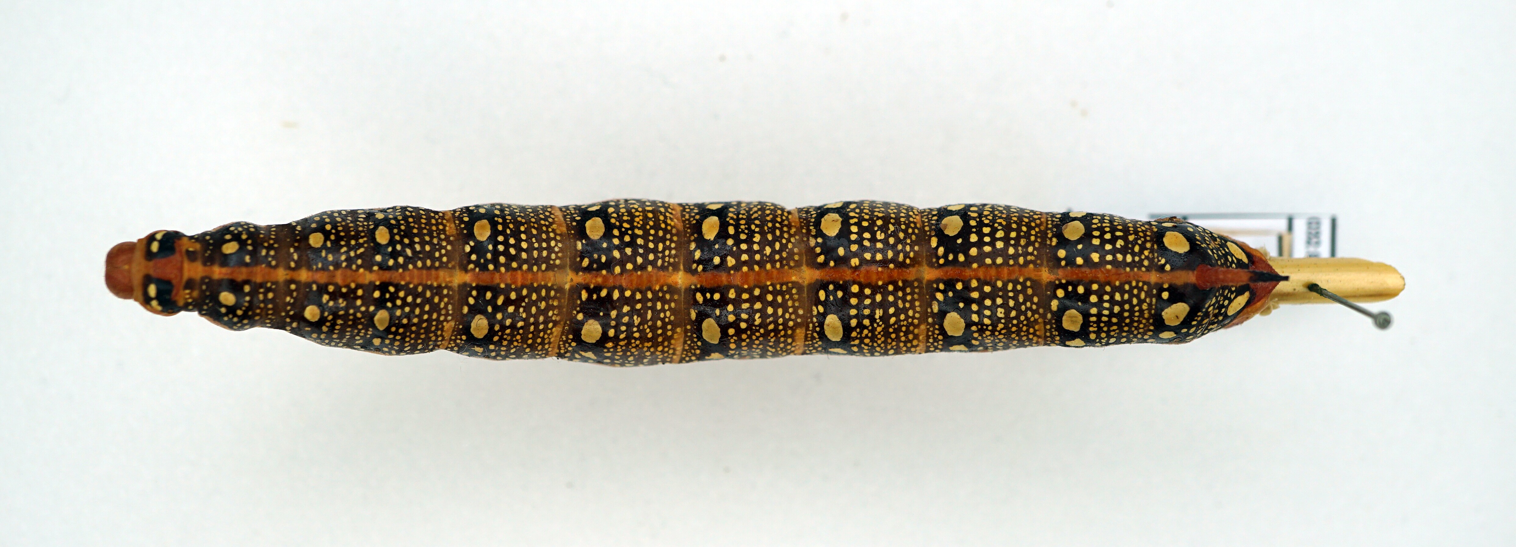 Hyles euphorbiae (Linnaeus, 1758) - Raupe (Pfalzmuseum für Naturkunde - POLLICHIA-Museum CC BY)