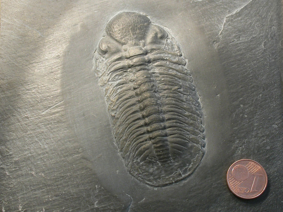 Trilobit - Chotecops ferdinandi (Naturhistorisches Museum Mainz / Landessammlung für Naturkunde Rheinland-Pfalz CC BY-NC-SA)