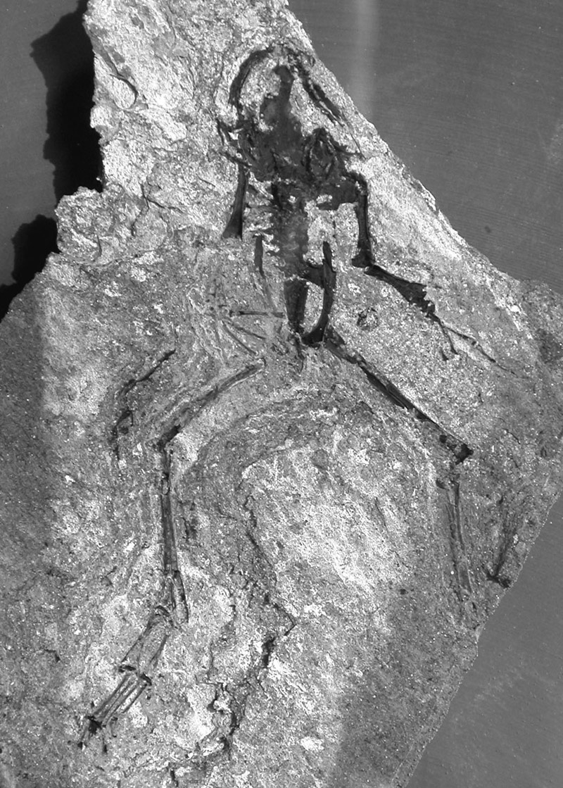 Versteinerter Frosch (cf. Messelobatrachus) (Naturhistorisches Museum Mainz / Landessammlung für Naturkunde Rheinland-Pfalz CC BY-NC-SA)