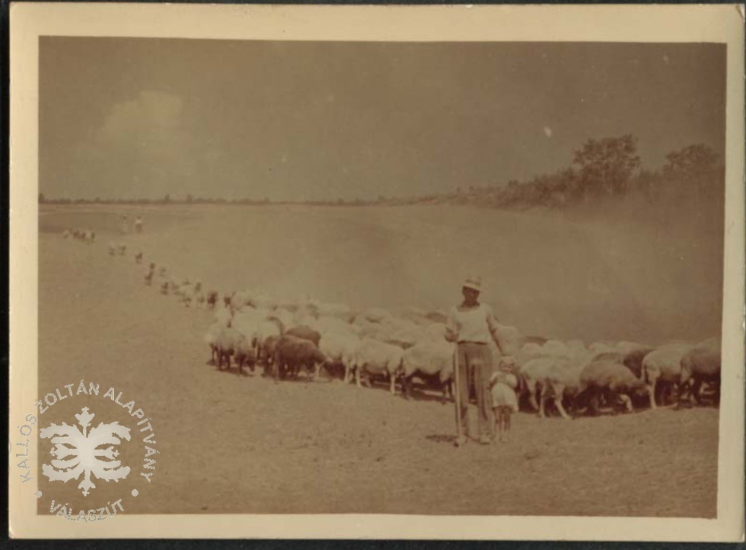 Juhokat terelő pásztor (Kallós Zoltán Alapítvány CC BY-NC-SA)