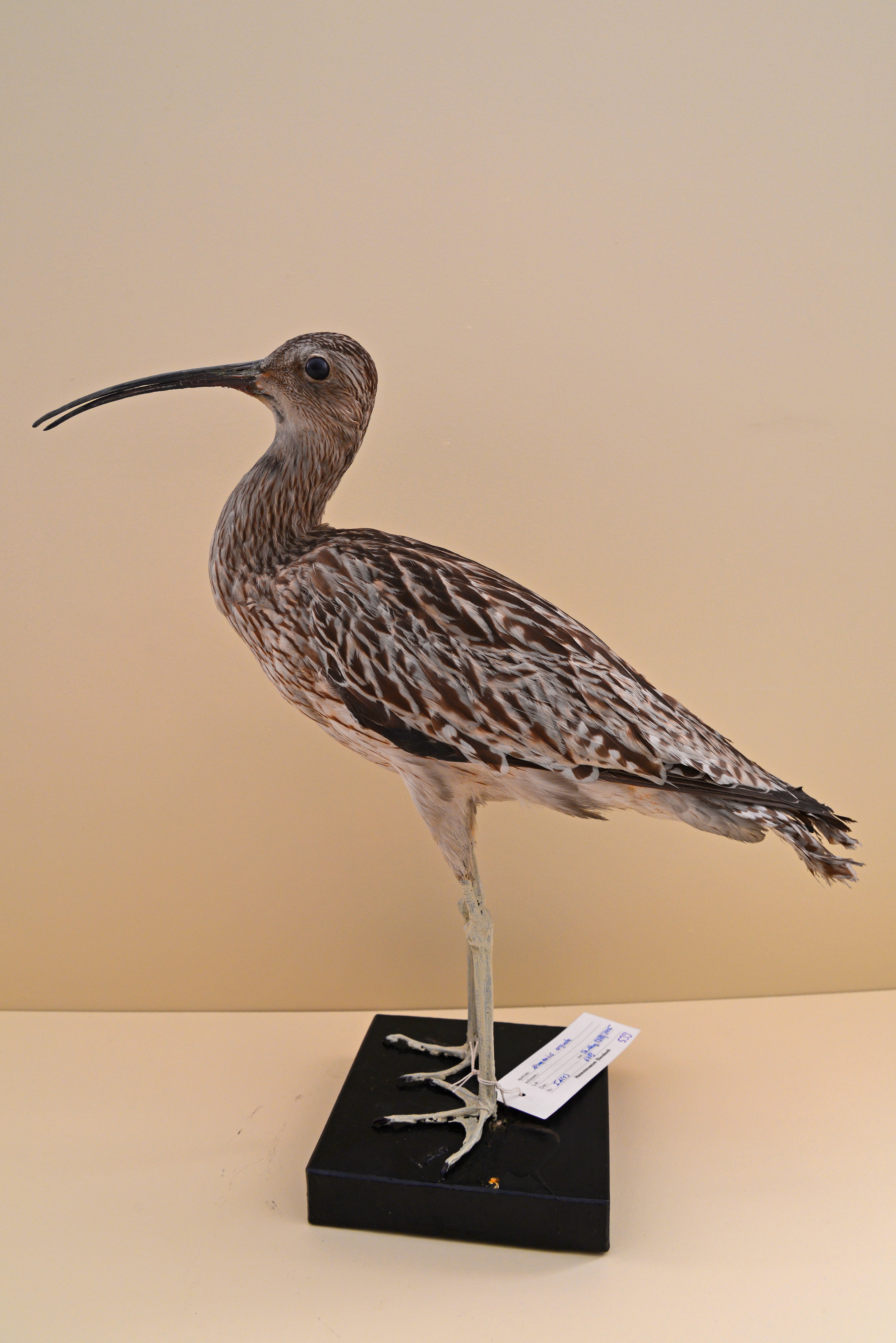 Numenius arquata, Großer Brachvogel (Heimatmuseum Ebersbach-Neugersdorf CC BY-NC-SA)