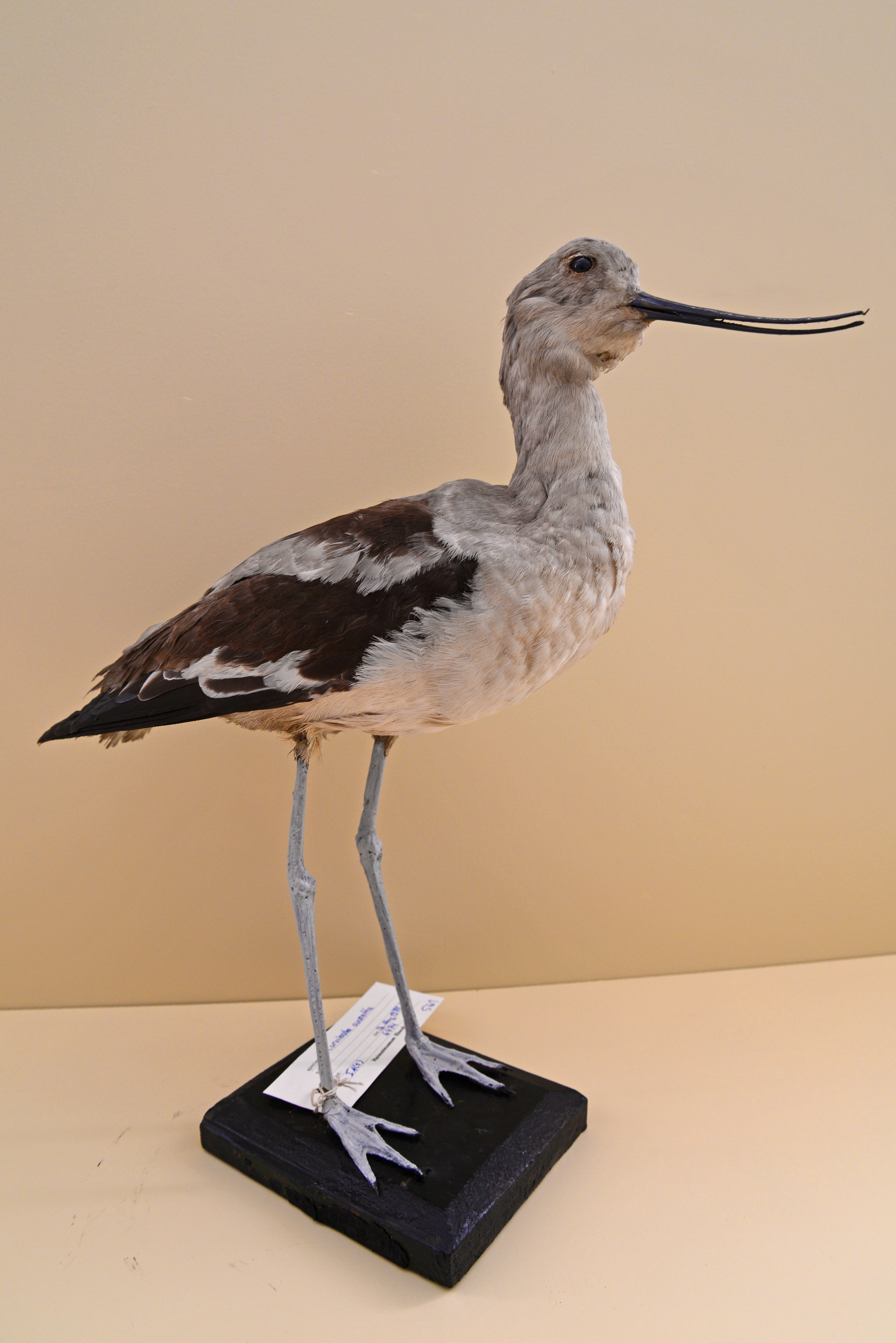 Recurvirostra avosetta, Säbelschnäbler (Heimatmuseum Ebersbach-Neugersdorf CC BY-NC-SA)