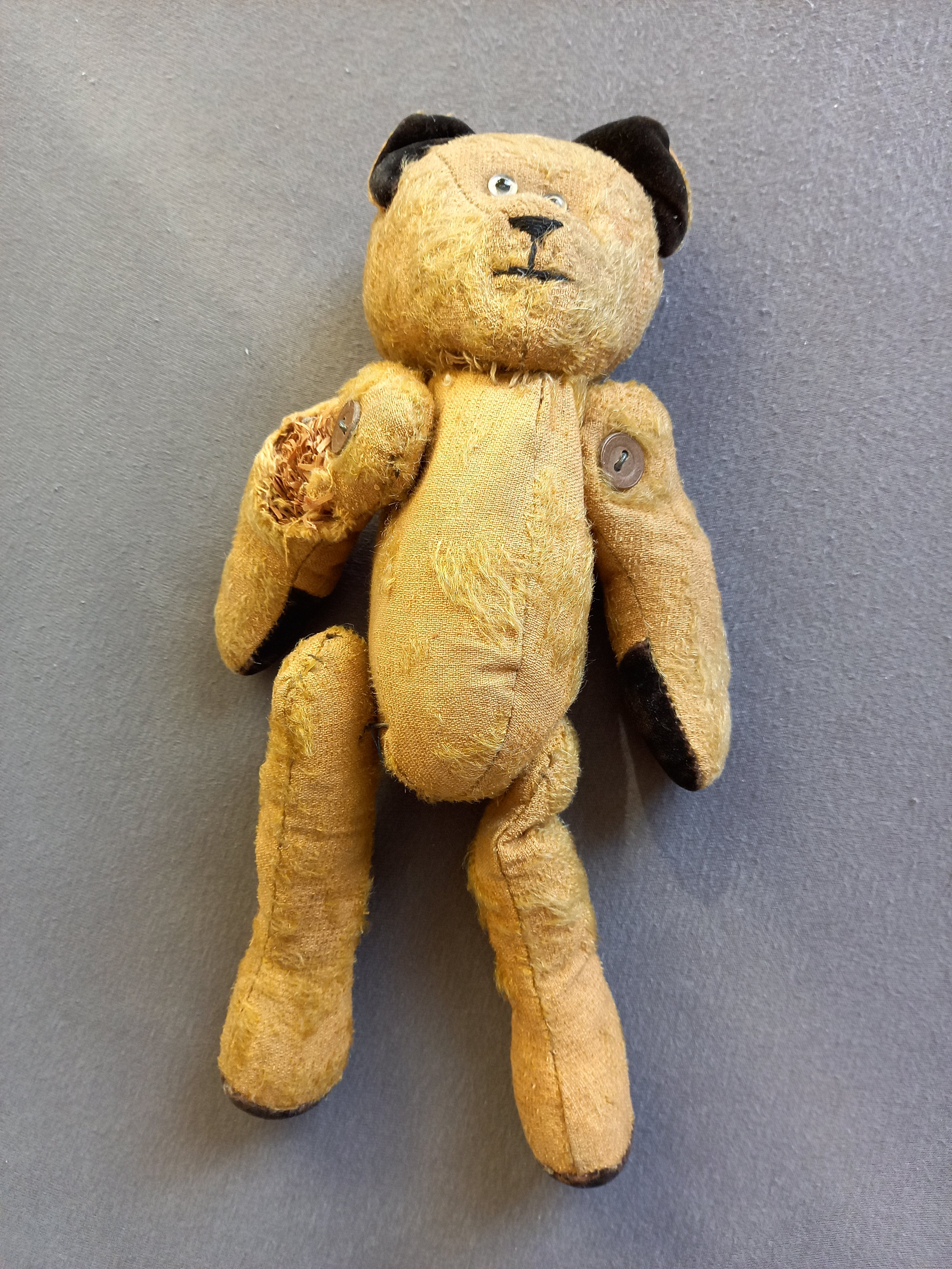 Antiker Teddybär (Heimatverein Borsdorf CC BY-NC-SA)