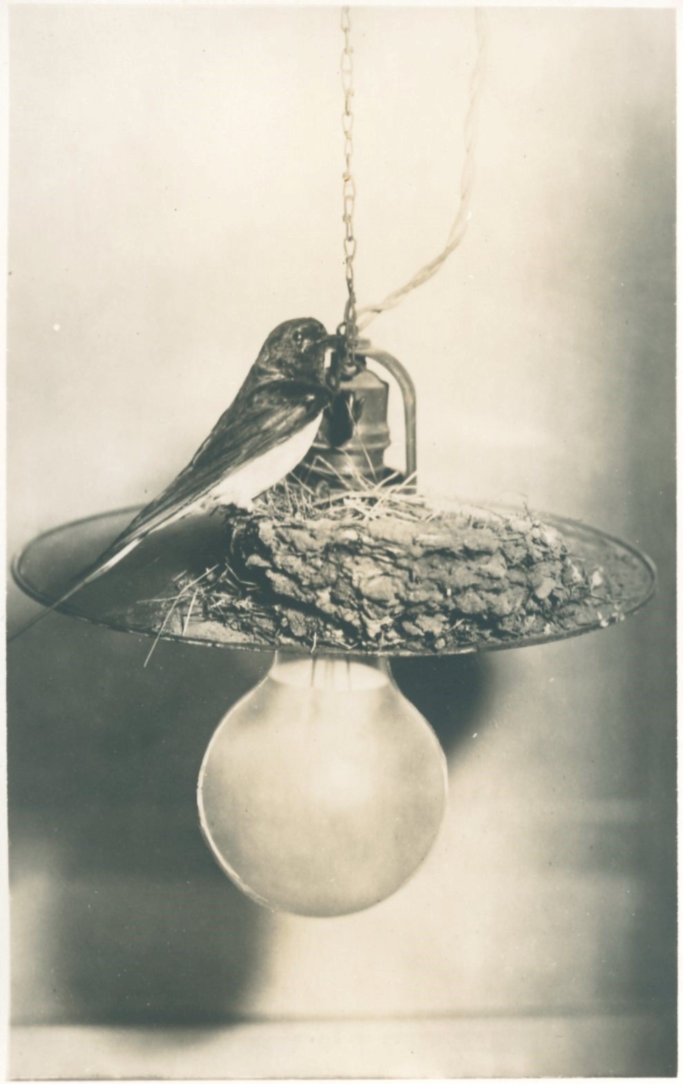 Aus dem Museum : Rauchschwalbennest auf Lampenschirm (Archiv Naturkundemuseum Leipzig CC BY-NC-SA)