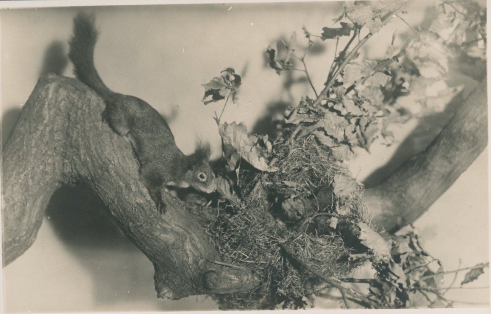 Aus dem Museum : Eichhörnchen am Kobel im Vorfrühling. (Archiv Naturkundemuseum Leipzig CC BY-NC-SA)