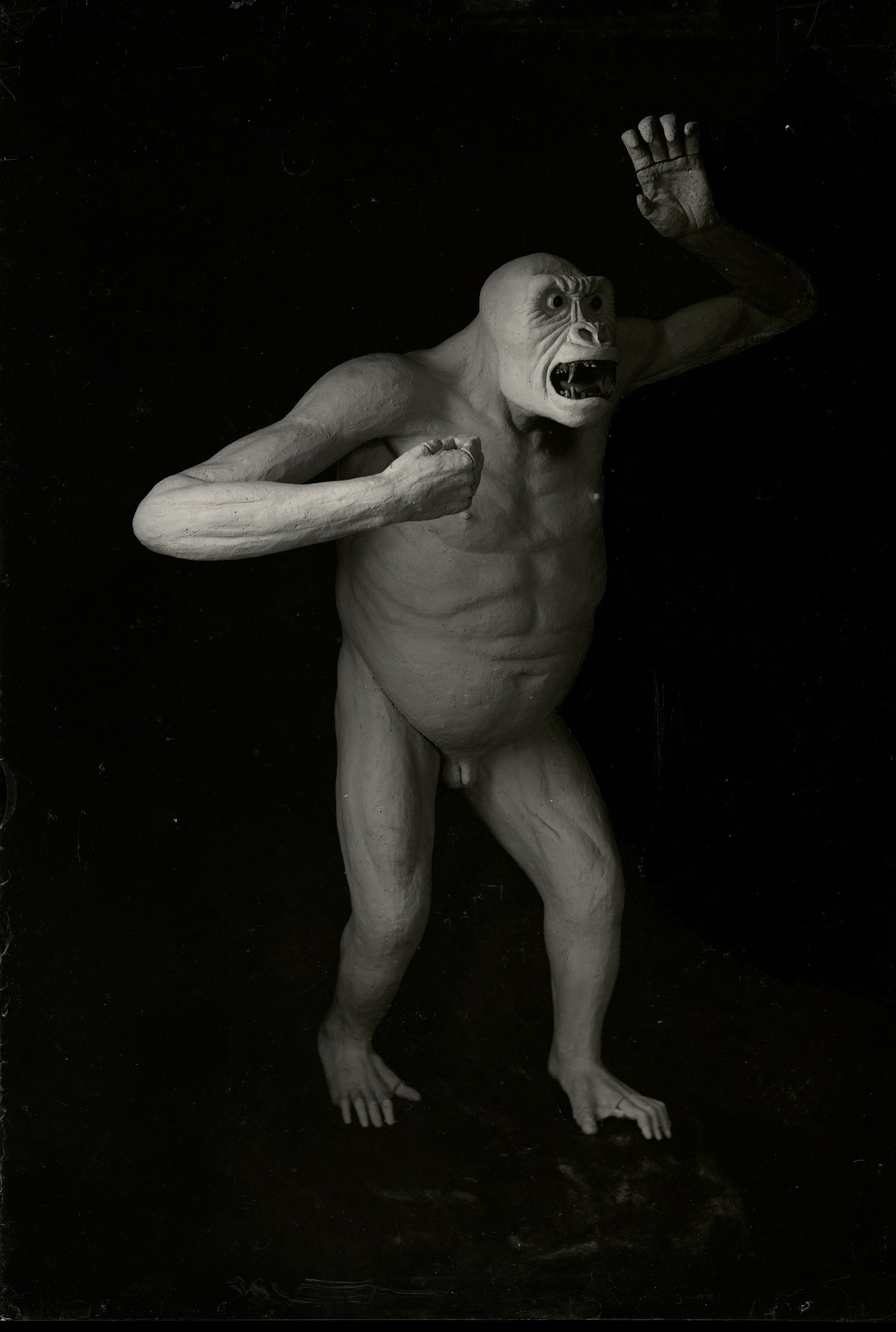 Nacktmodell Kongo-Gorilla in Abwehrstellung (Archiv Naturkundemuseum Leipzig CC BY-NC-SA)