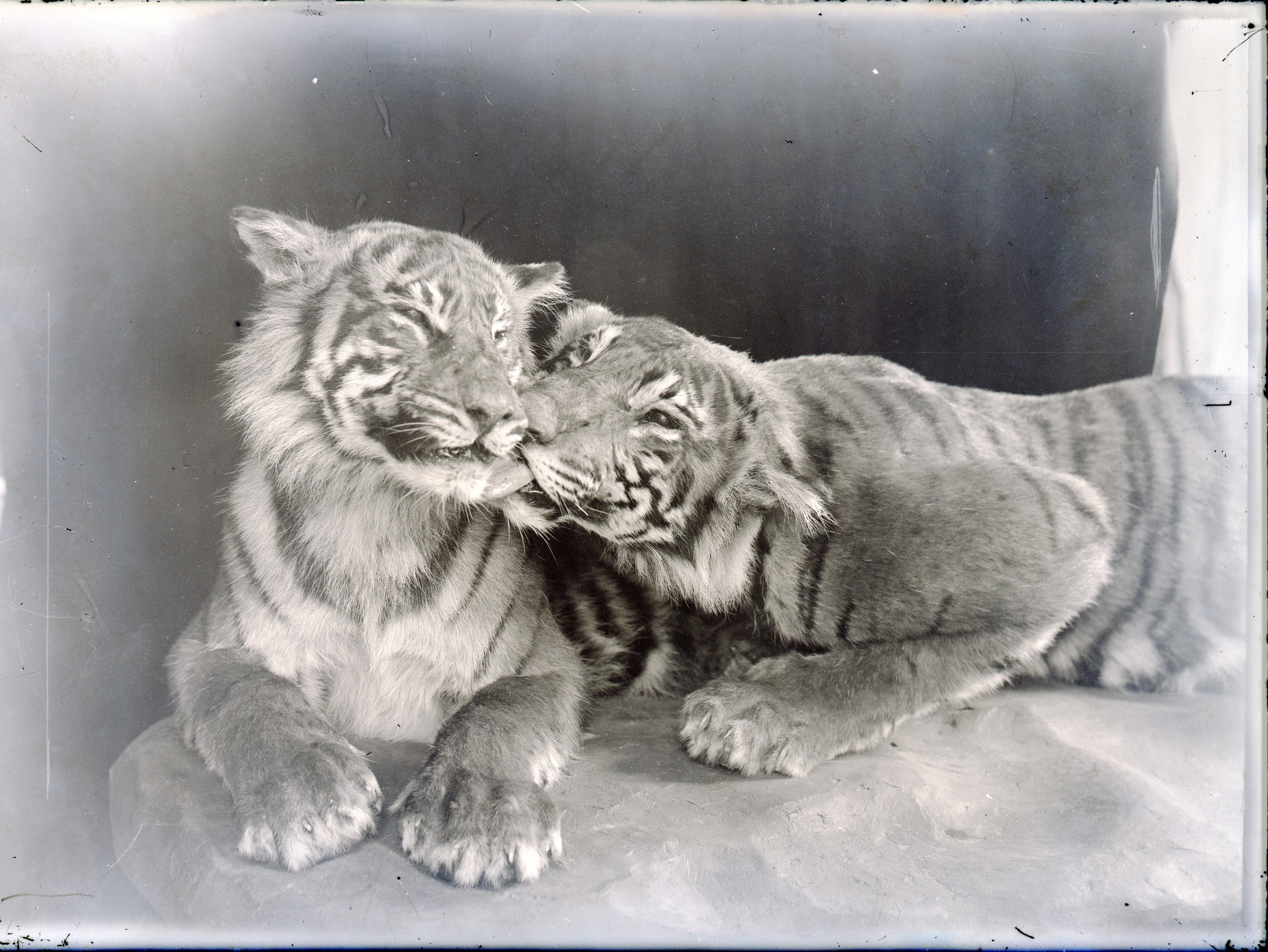 Dermoplastik : Liebkosende Tiger ("Geschwister") (Naturkundemuseum Leipzig CC BY-NC-SA)