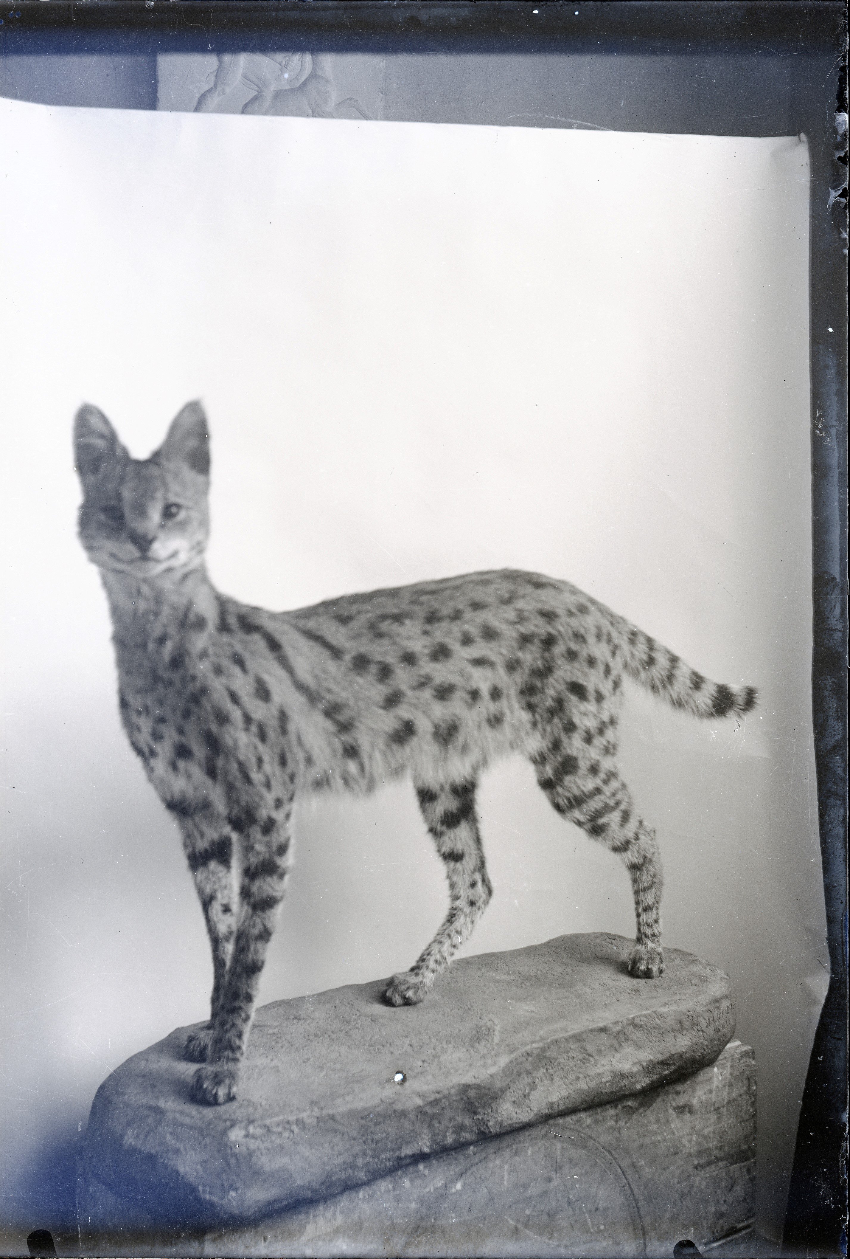 Dermoplastik : Wildbuschkatze (Serval) (Naturkundemuseum Leipzig CC BY-NC-SA)