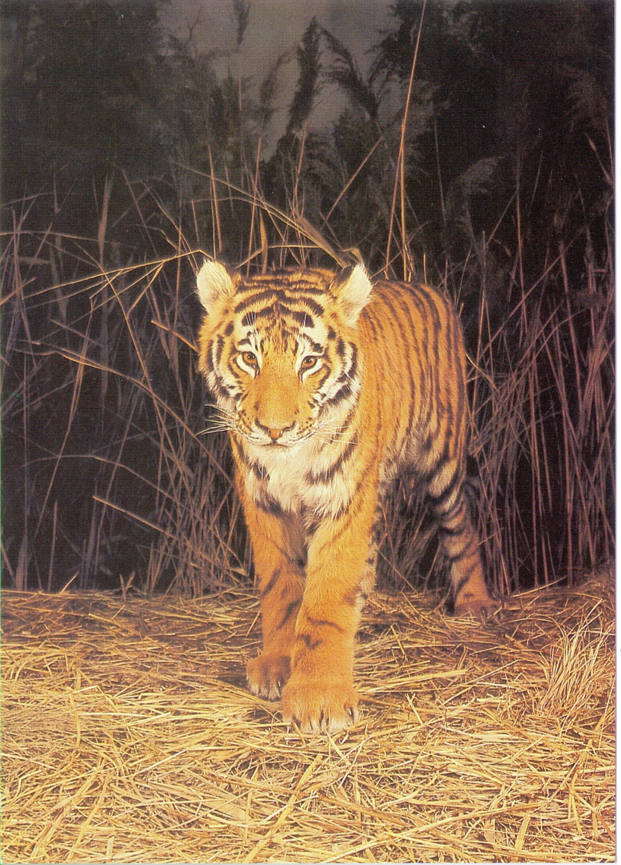 Postkarte mit Abbildung einer Tiger-Dermoplastik (Phyllodrom – Regenwaldmuseum Leipzig CC BY-NC-SA)