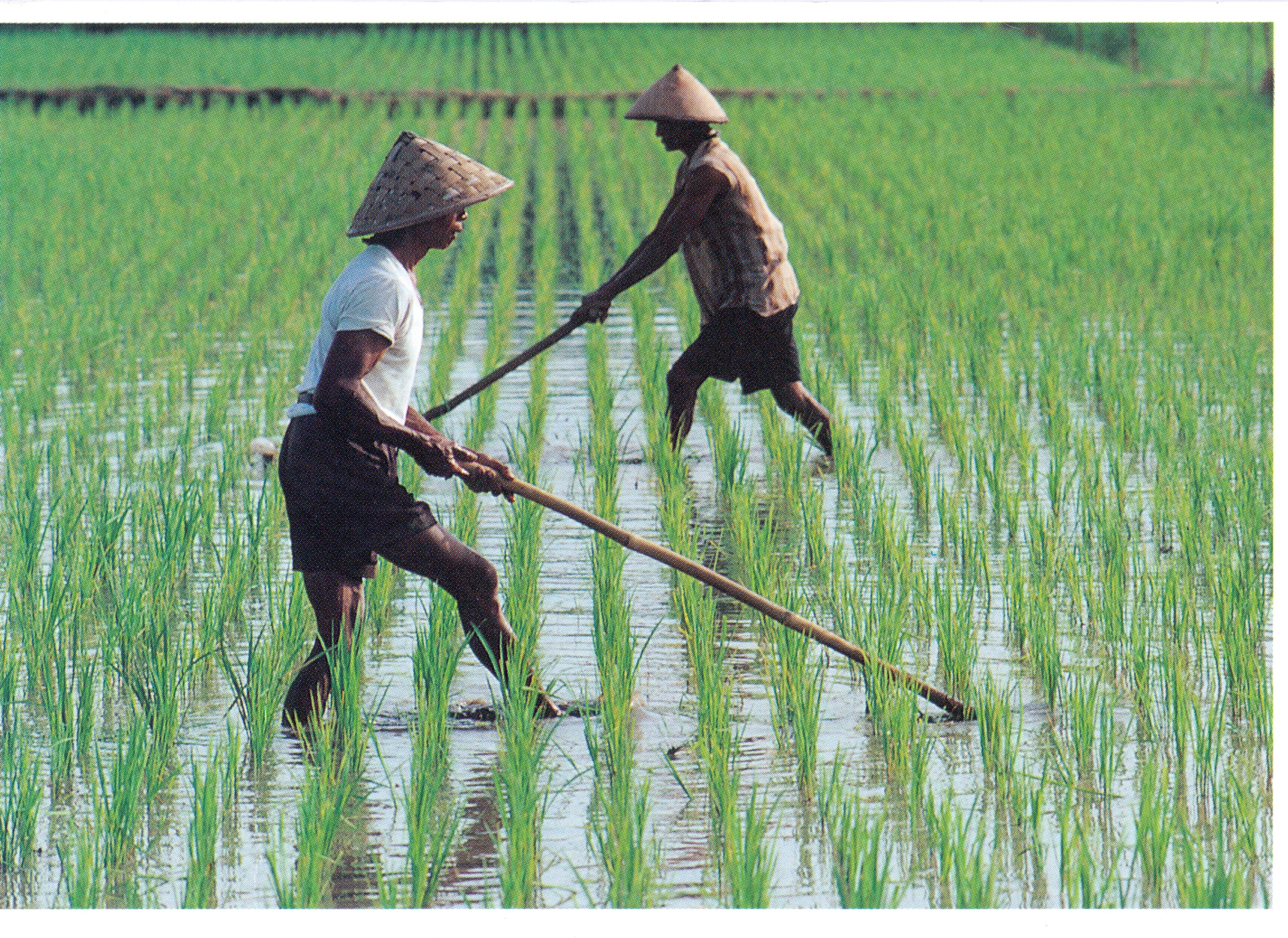 Rice paddies (Royal Geographical Society Picture Library CC BY-NC-SA)