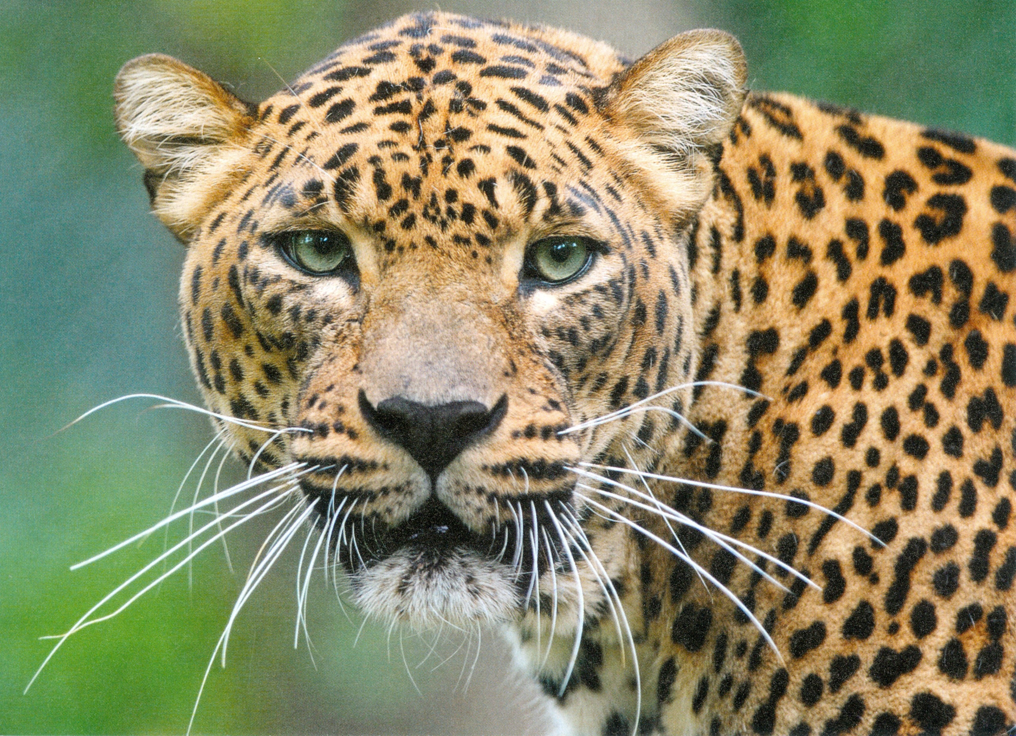 Kaukasus-Leopard (Phyllodrom – Regenwaldmuseum Leipzig CC BY-NC-SA)