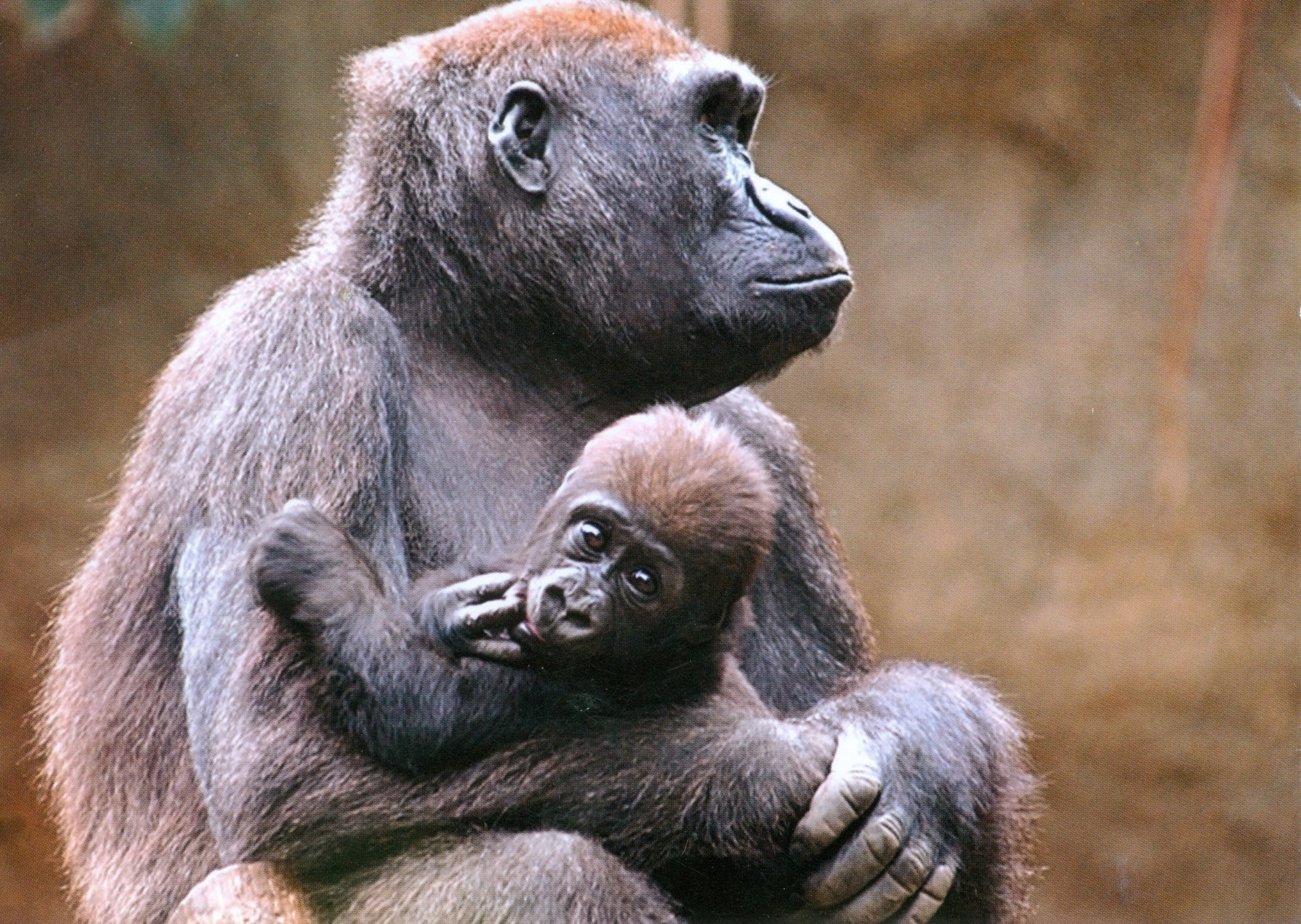 Gorillas (MPI EVA CC BY-NC-SA)