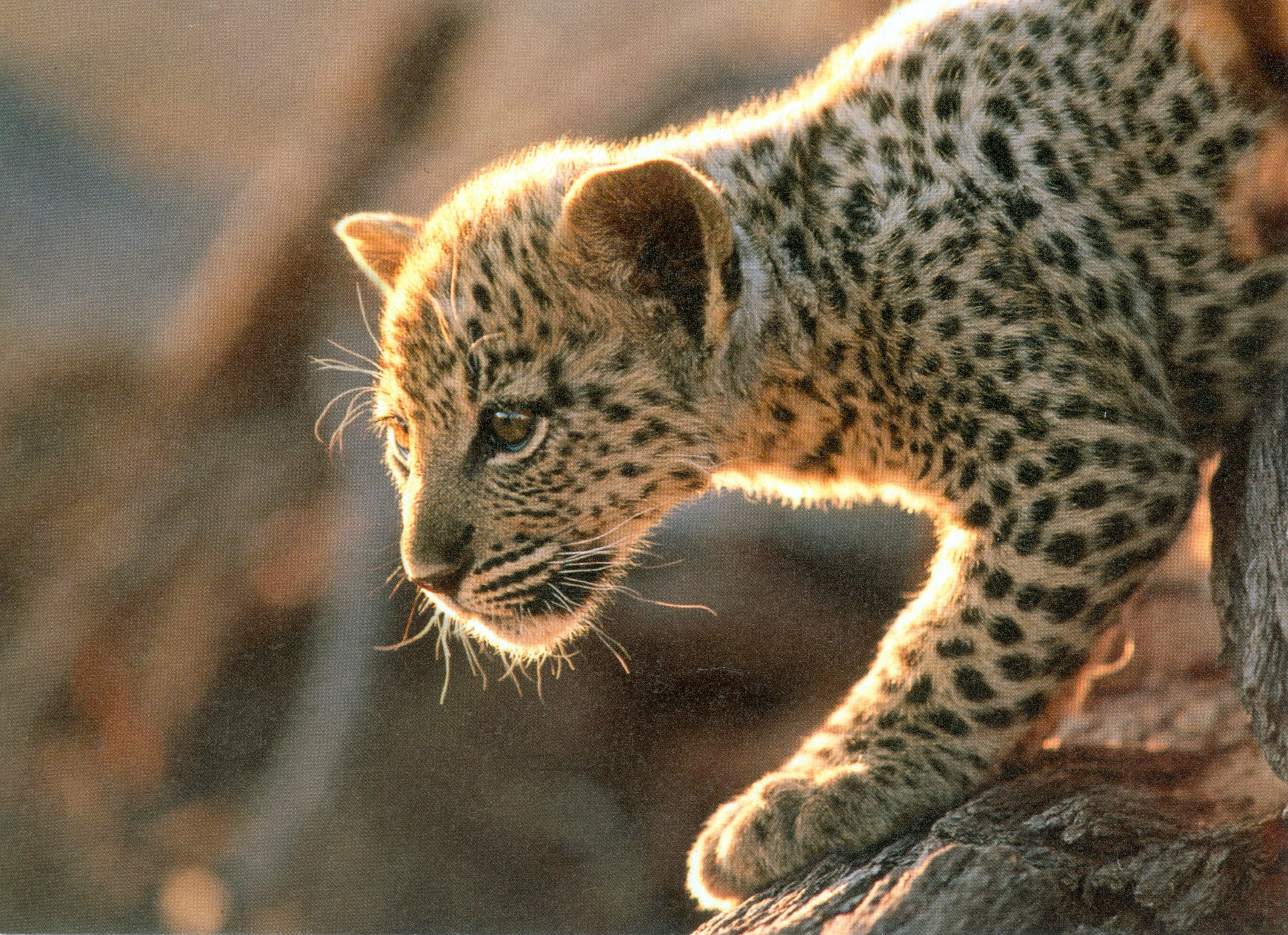 Leopard (WWF CC BY-NC-SA)