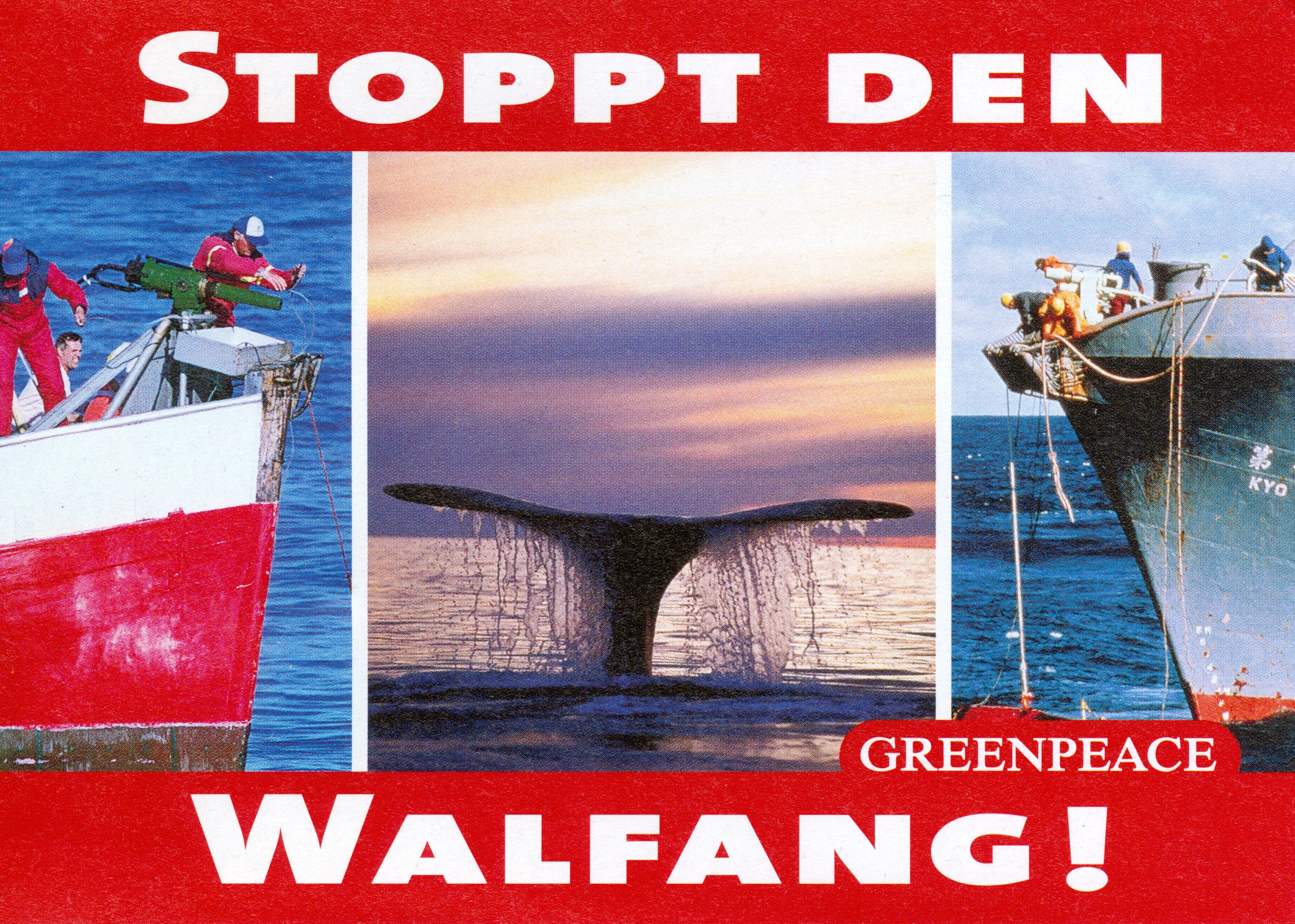 Walfangstopp (Greenpeace CC BY-NC-SA)
