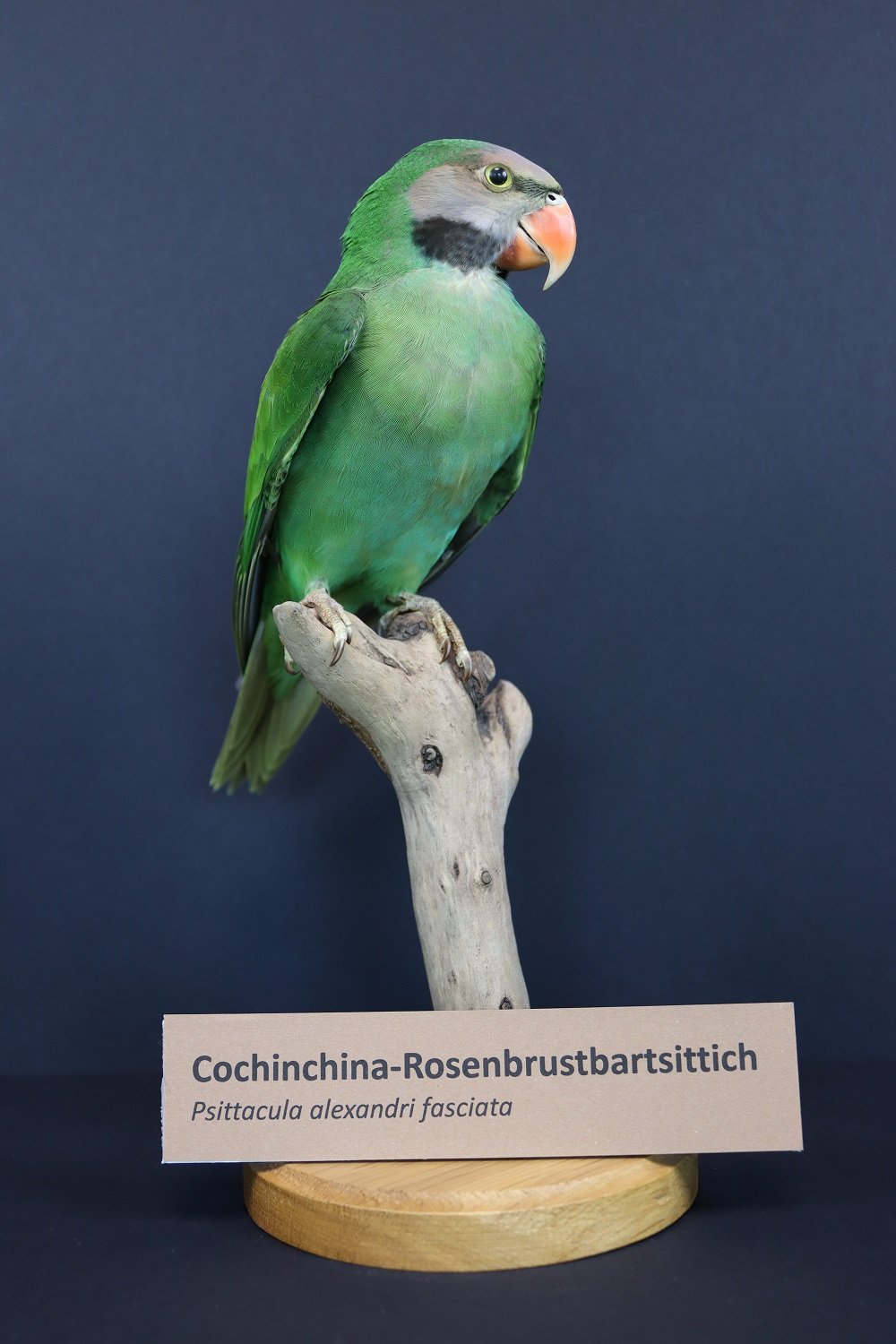 Conchinchina-Rosenbartsittich (Psittacula alexandri fasciata) (Phyllodrom – Regenwaldmuseum Leipzig CC BY-NC-ND)