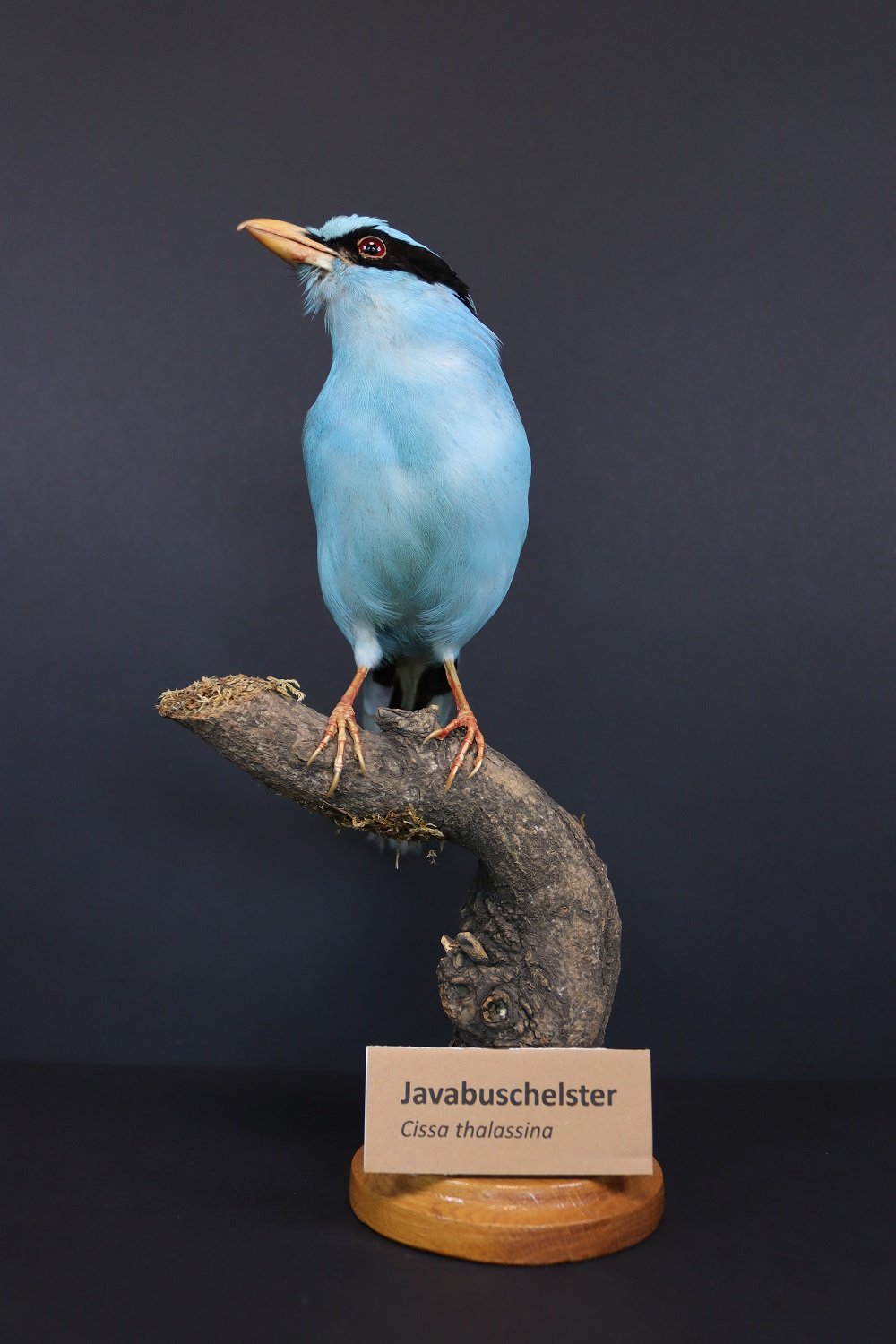 Java-Buschelster (Cissa thalassina) (Phyllodrom – Regenwaldmuseum Leipzig CC BY-NC-ND)