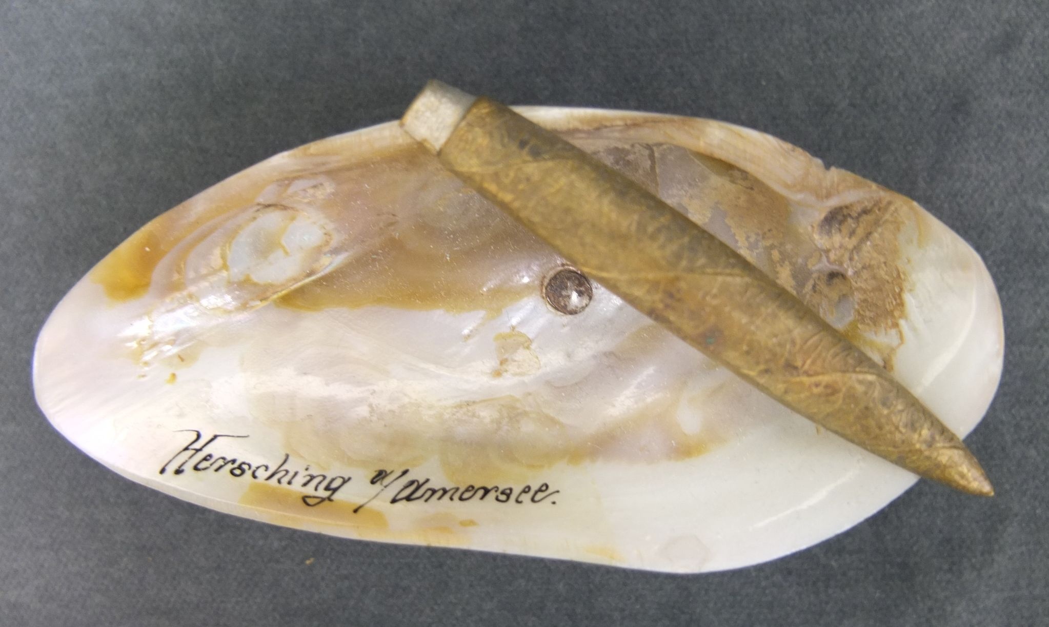 Aschenbecher aus Muschelschale (Perlmutter-und Heimatmuseum Adorf CC BY-NC-SA)