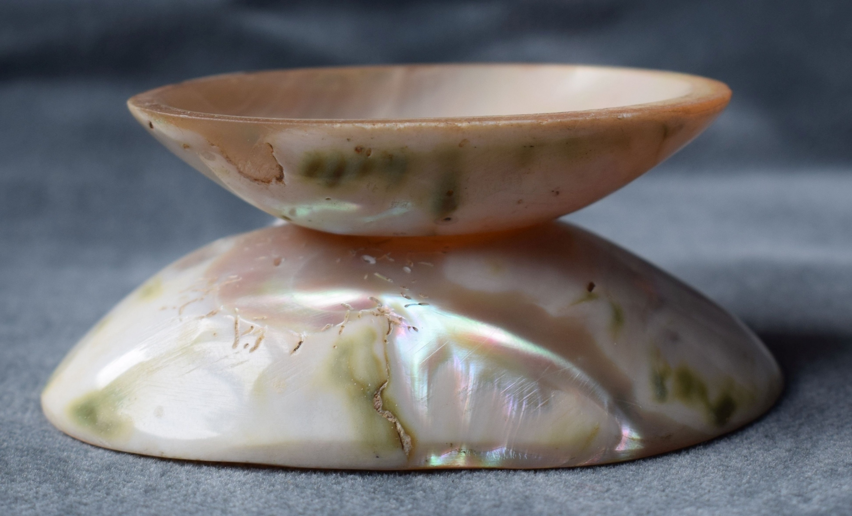 Schale aus einer Muschelhälfte mit Fuß (Perlmutter- und Heimatmuseum Adorf CC BY-NC-SA)