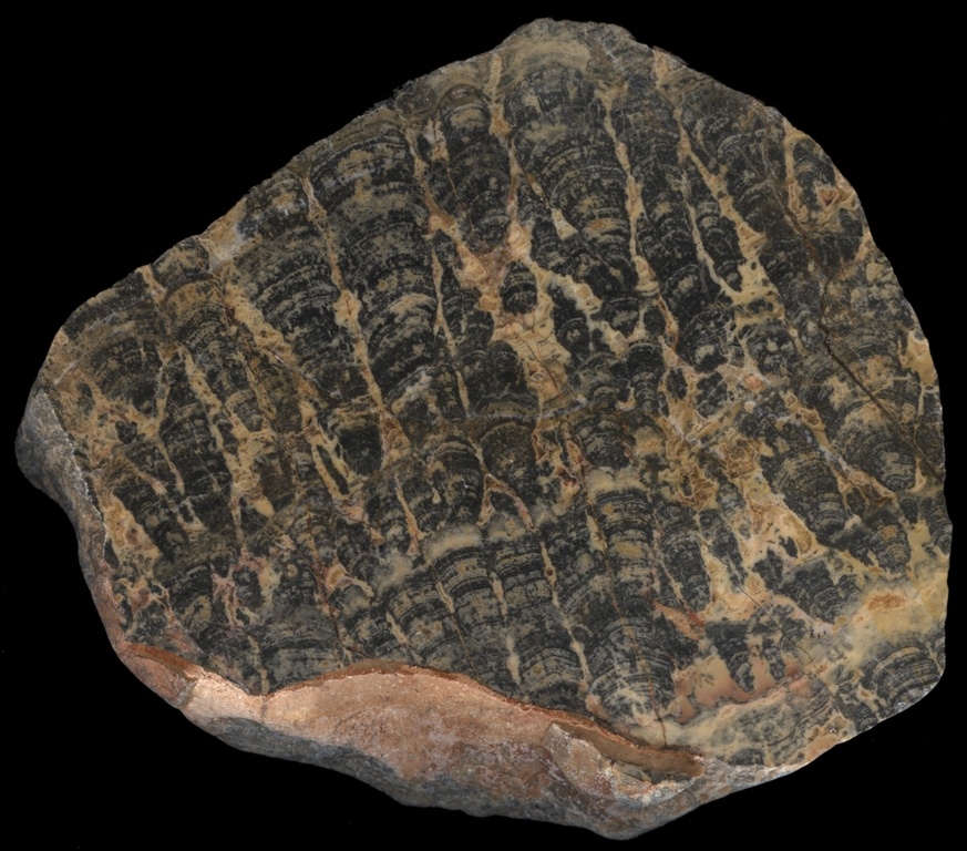 Stromatolith (Museum für Naturkunde Chemnitz RR-F)