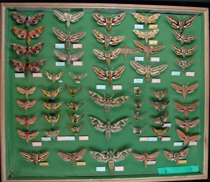 Lepidoptera, Sphingidae (Museum für Naturkunde Chemnitz CC BY-SA)