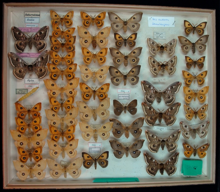 Lepidoptera, Saturniidae (Eudia, Aglia) (Museum für Naturkunde Chemnitz CC BY-SA)