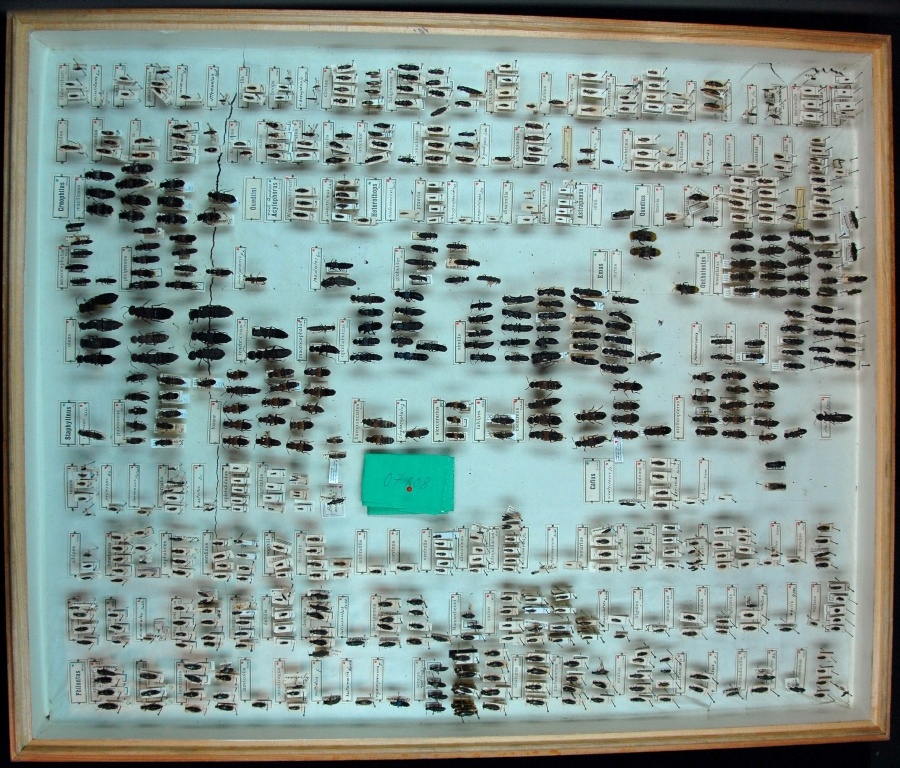 Coleoptera, Staphylininae (Museum für Naturkunde Chemnitz CC BY-SA)