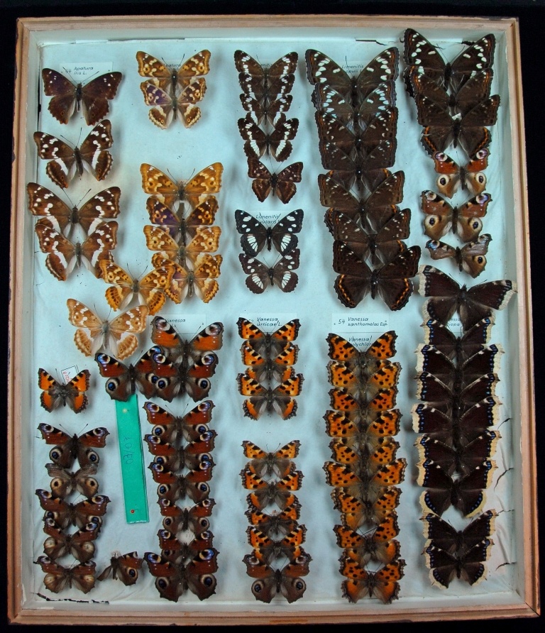 Lepidoptera, Nymphalidae (Museum für Naturkunde Chemnitz CC BY-SA)