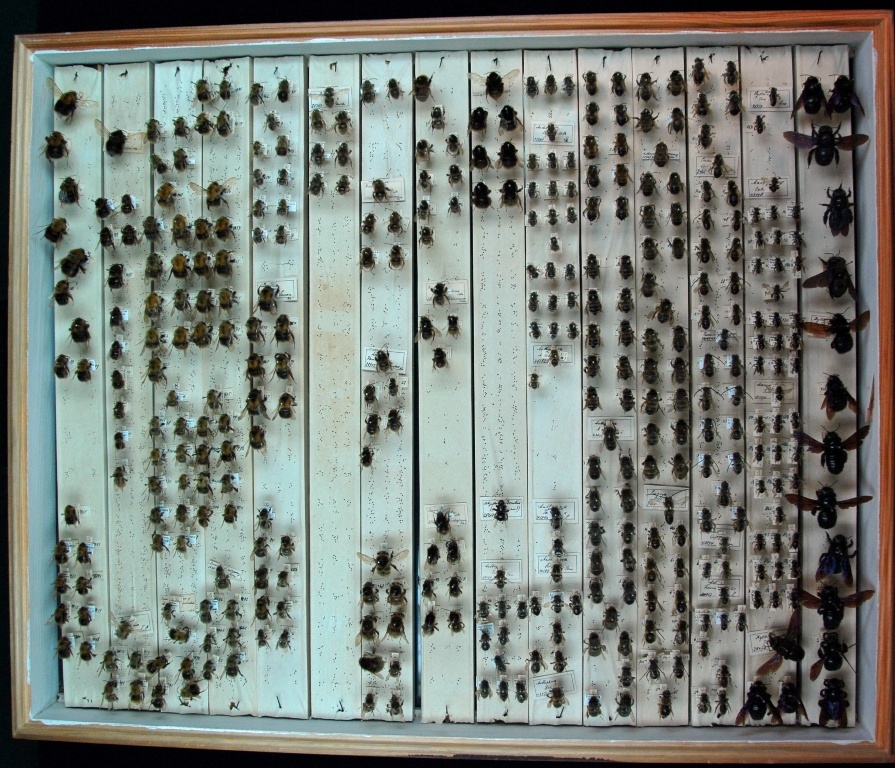 Hymenoptera, Apidae (Museum für Naturkunde Chemnitz CC BY-SA)