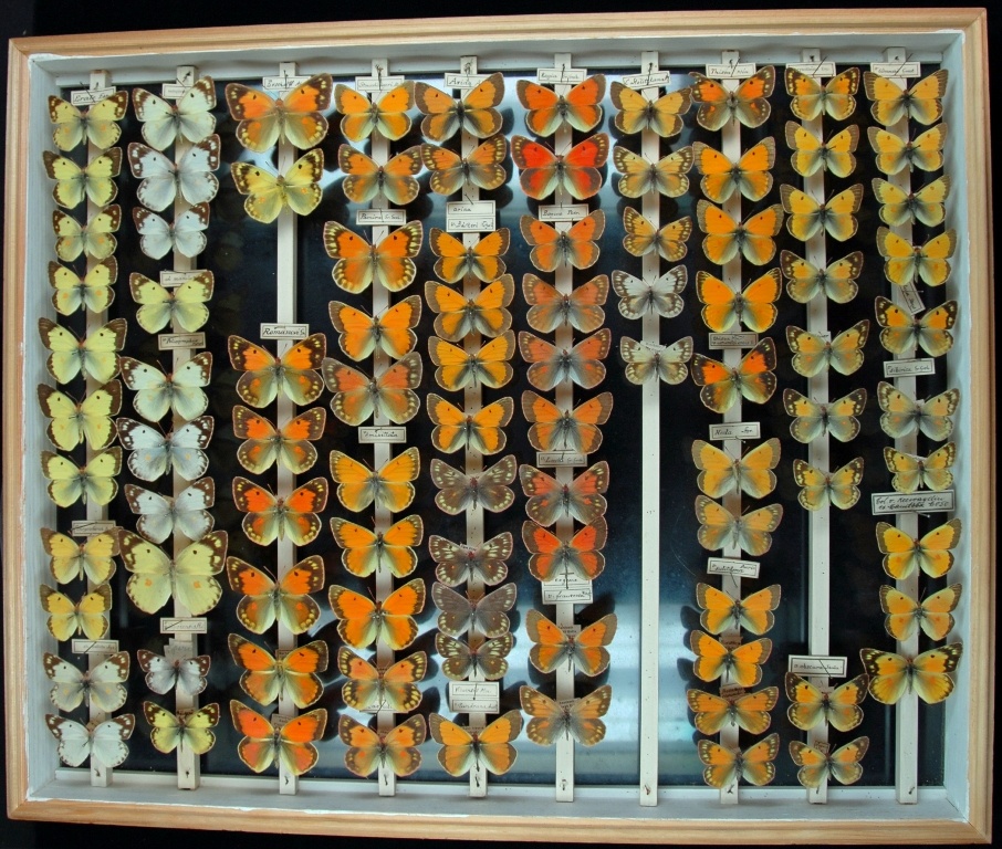 Lepidoptera, Pieridae (Colias) (Museum für Naturkunde Chemnitz CC BY-SA)