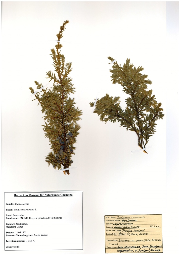 Juniperus communis L. (Museum für Naturkunde Chemnitz CC BY-SA)