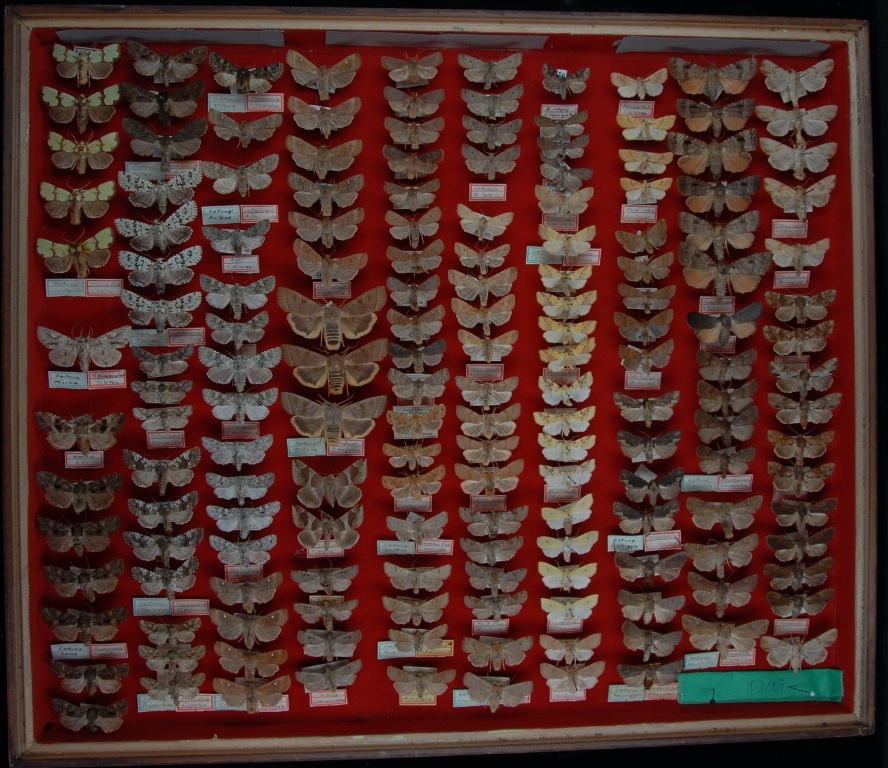Lepidoptera (Museum für Naturkunde Chemnitz CC BY-SA)