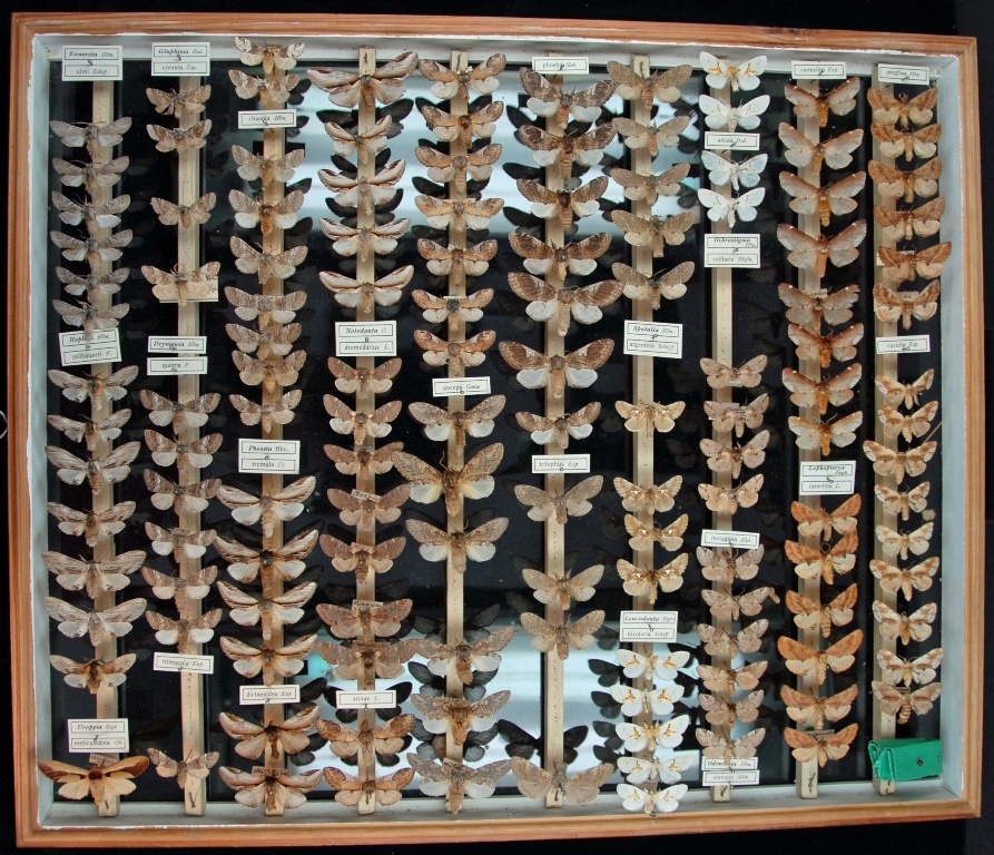 Lepidoptera, Notodontidae (Museum für Naturkunde Chemnitz CC BY-SA)