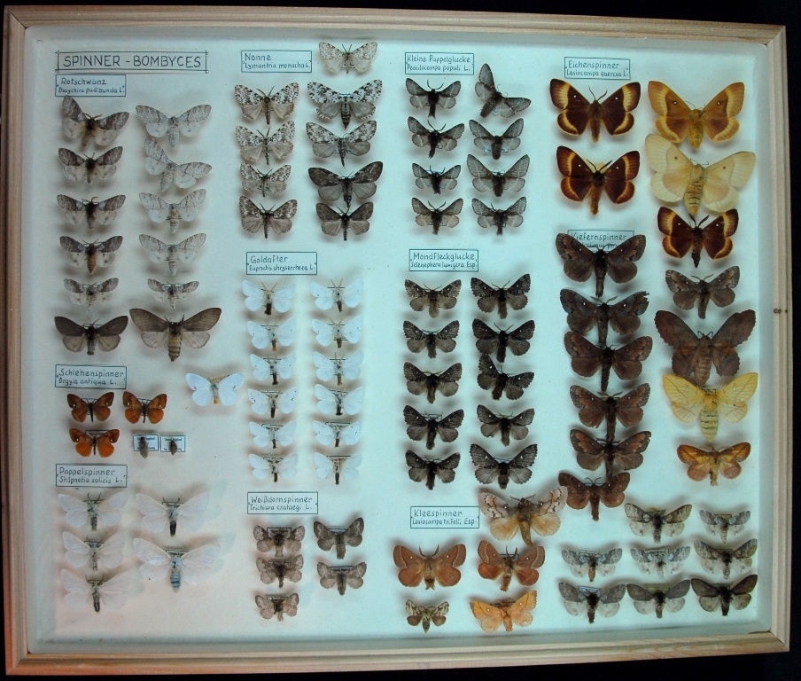 Lepidoptera, Lymantriidea, Lasiocampidae (Museum für Naturkunde Chemnitz CC BY-SA)