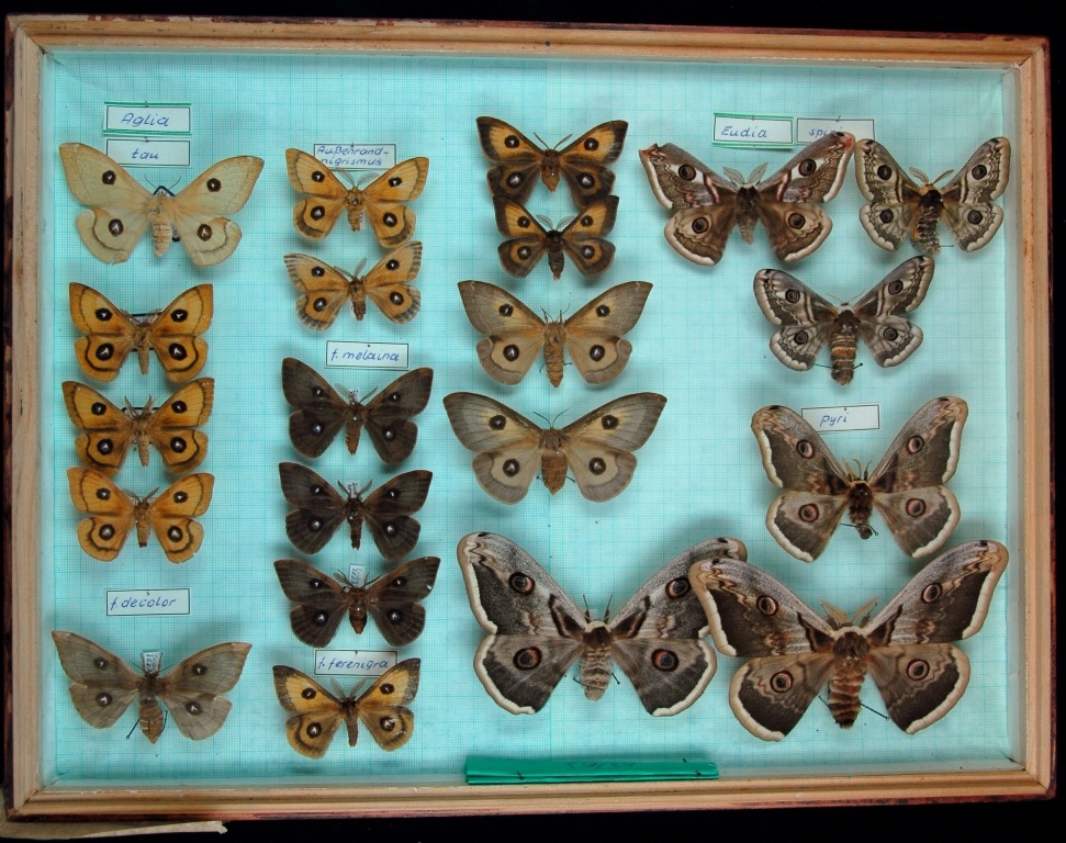 Lepidoptera, Saturniidae (Museum für Naturkunde Chemnitz CC BY-SA)
