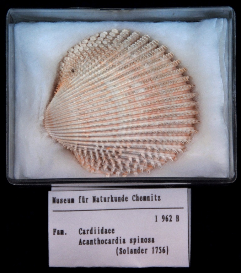 Cardiidae, Acanthocardia spinosa (Museum für Naturkunde Chemnitz CC BY-SA)