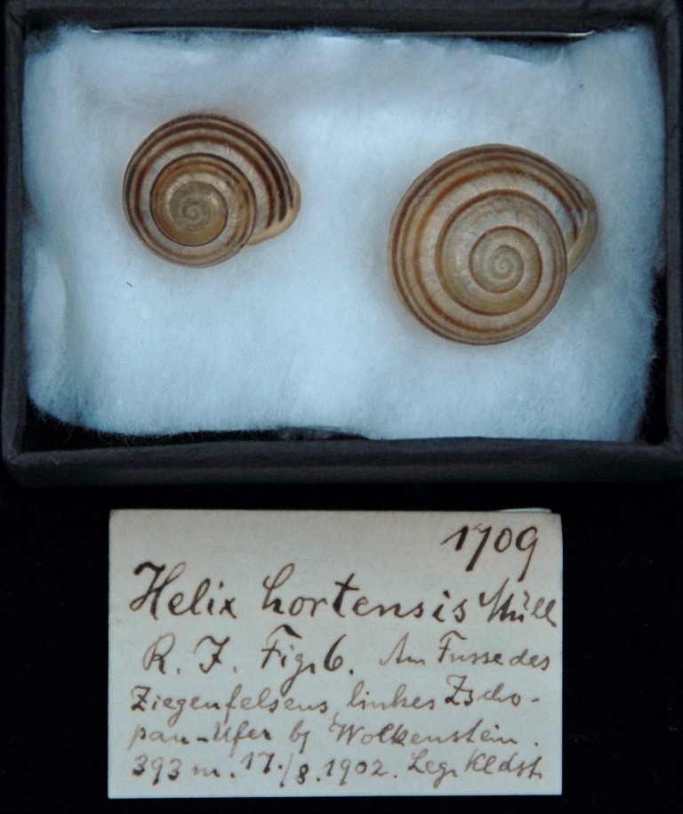 Helix hortensis (Museum für Naturkunde Chemnitz CC BY-SA)