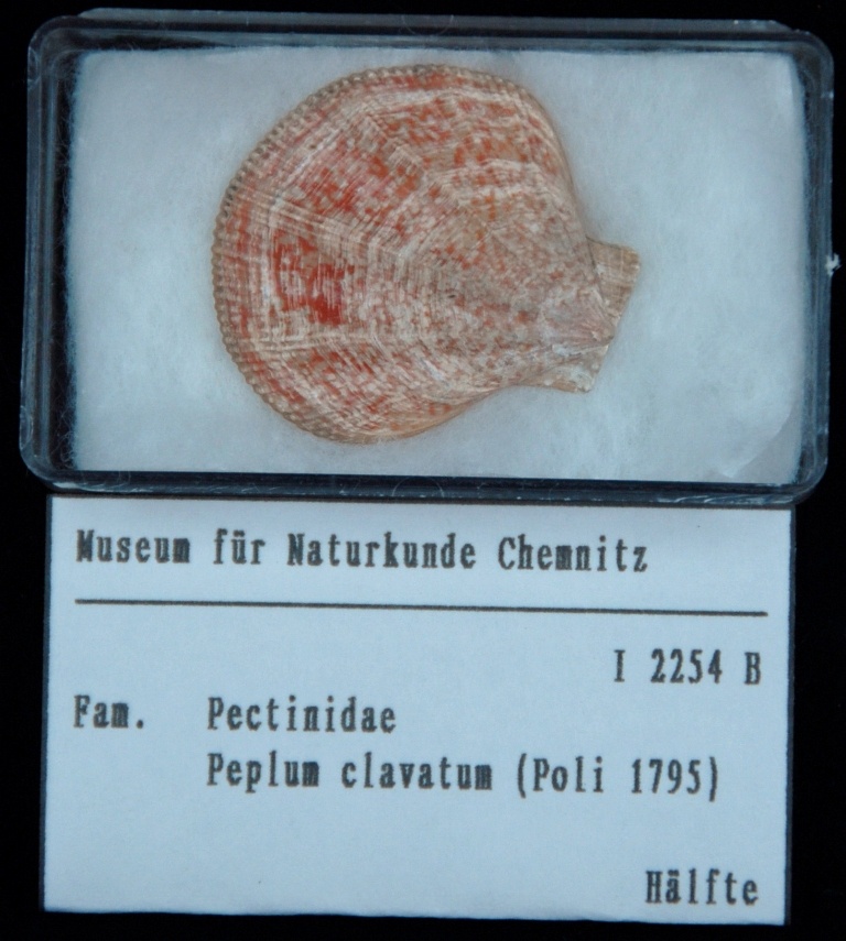 Pectinidae, Peplum clavatum (Museum für Naturkunde Chemnitz CC BY-SA)