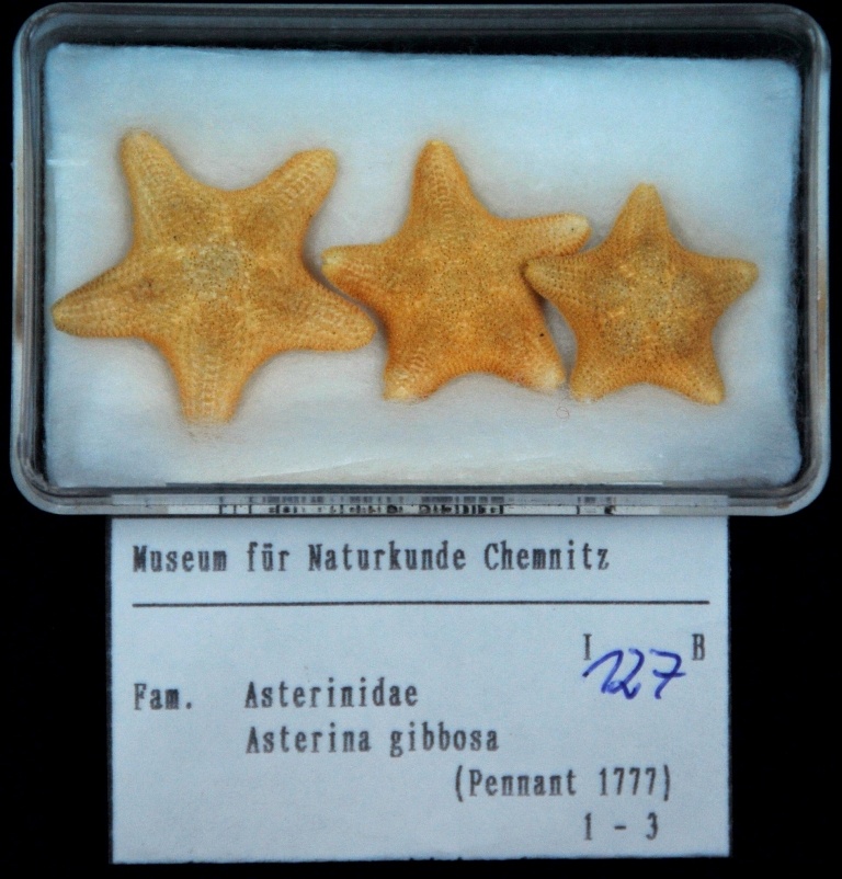 Asterinidae, Asterina gibbosa (Museum für Naturkunde Chemnitz CC BY-SA)