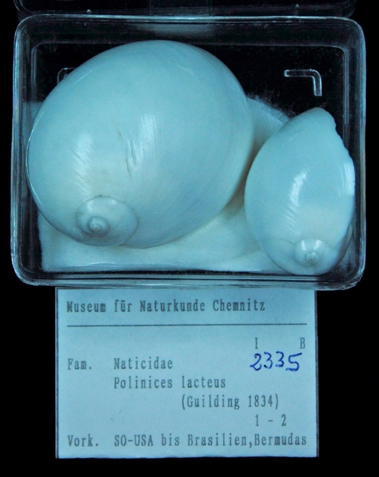 Naticidae, Polinices lacteus (Museum für Naturkunde Chemnitz CC BY-SA)