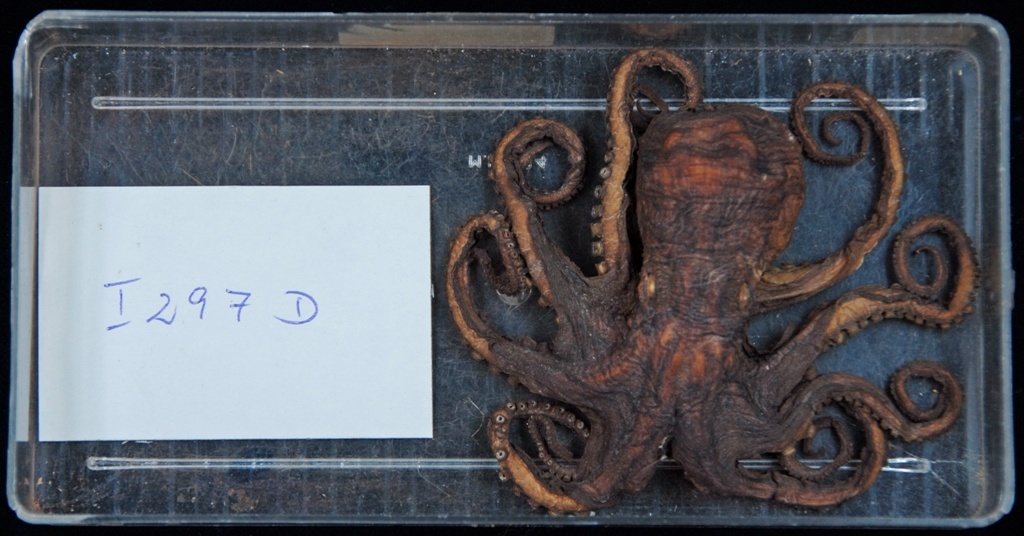 Octopoda sp. (Museum für Naturkunde Chemnitz CC BY-SA)
