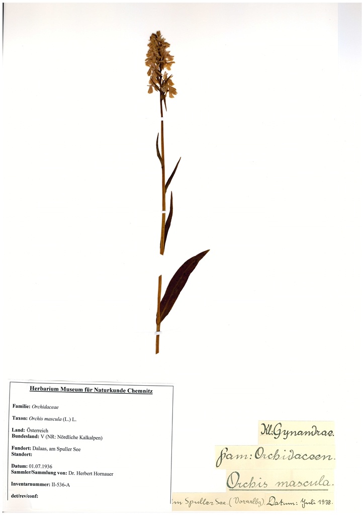Orchis mascula (L.) L. (Museum für Naturkunde Chemnitz CC BY-SA)