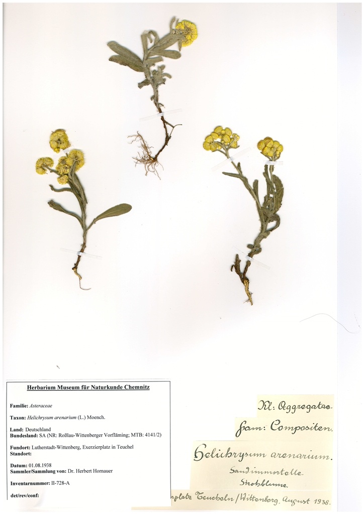 Helichrysum arenarium (L.) Moench. (Museum für Naturkunde Chemnitz CC BY-SA)