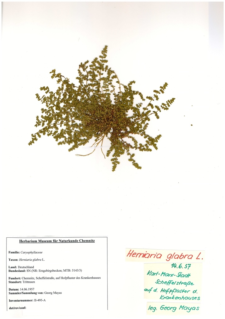 Herniaria glabra L. (Museum für Naturkunde Chemnitz CC BY-SA)