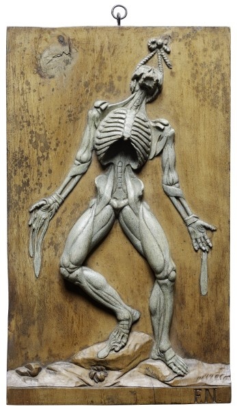 Relief mit anatomischem Modell (Grassi Museum für Angewandte Kunst CC BY-NC-SA)