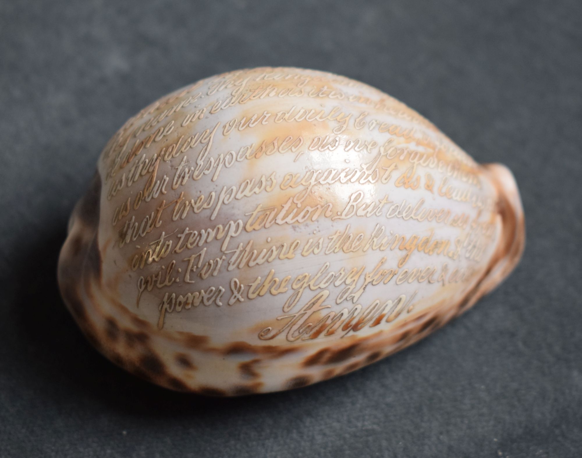 2 Porzellanschnecken mit Gravur des englischen Vaterunser (Perlmutter- und Heimatmuseum Adorf CC BY-NC-SA)
