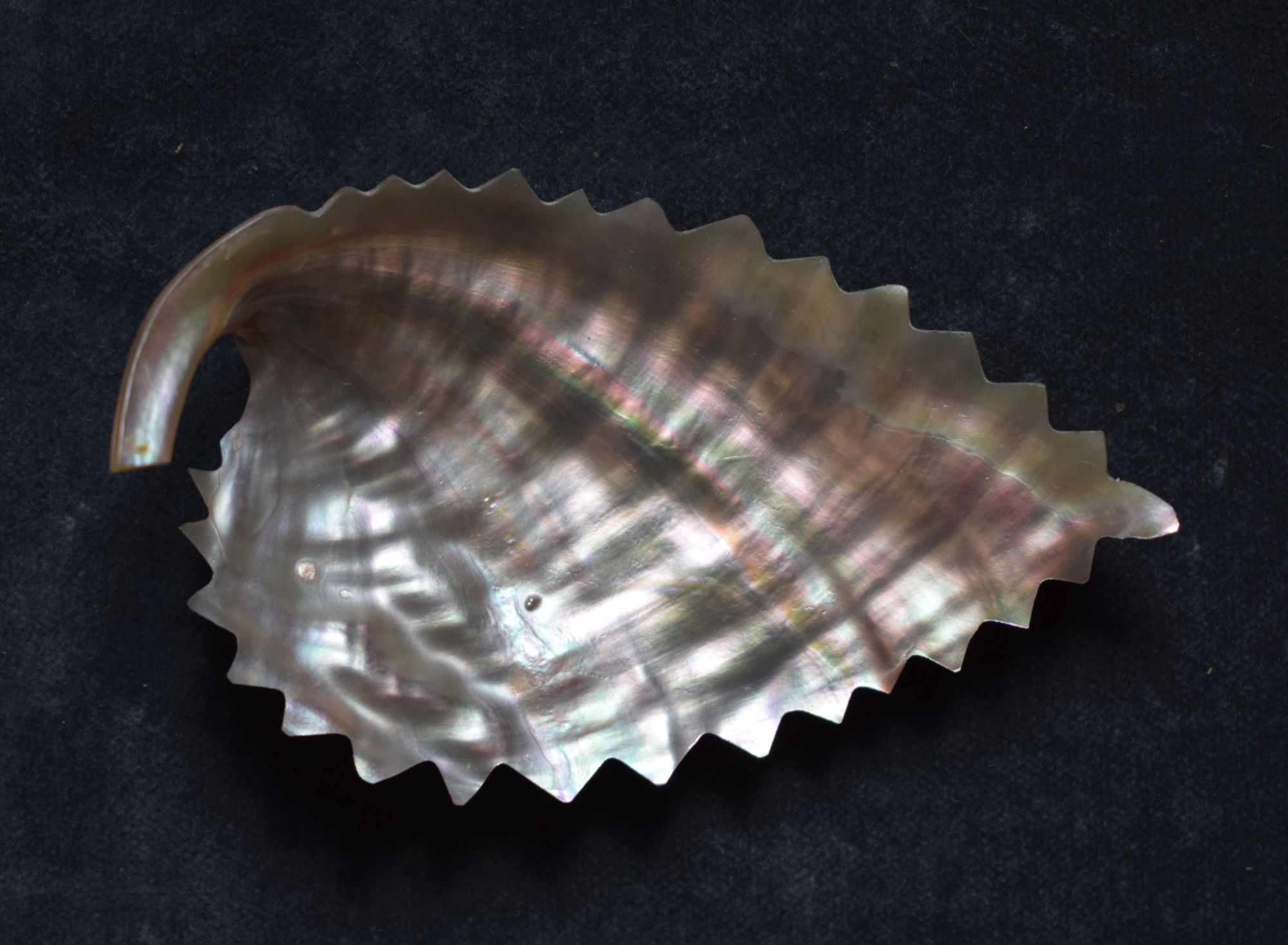 Schale aus Perlmutter in Blattform (Perlmutter- und Heimatmuseum Adorf CC BY-NC-SA)