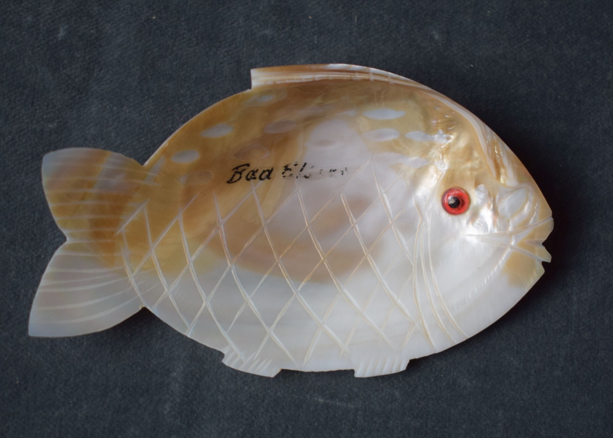 Fischförmiger Aschenbecher aus einer Muschelschale (Perlmutter- und Heimatmuseum Adorf CC BY-NC-SA)
