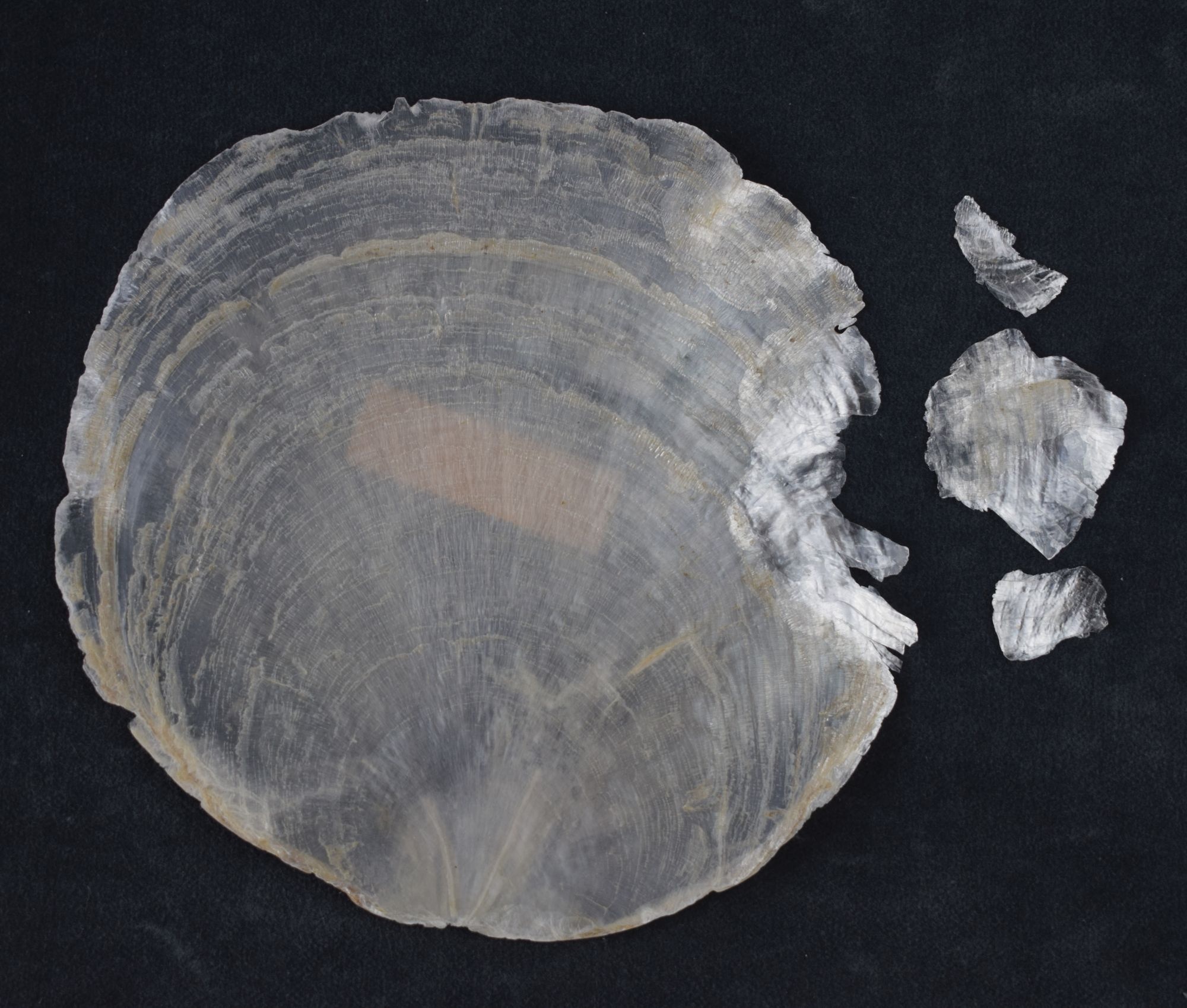 Künstliche Musterschale / Schale der Capiz-Muschel (Perlmutter- und Heimatmuseum Adorf CC BY-NC-SA)